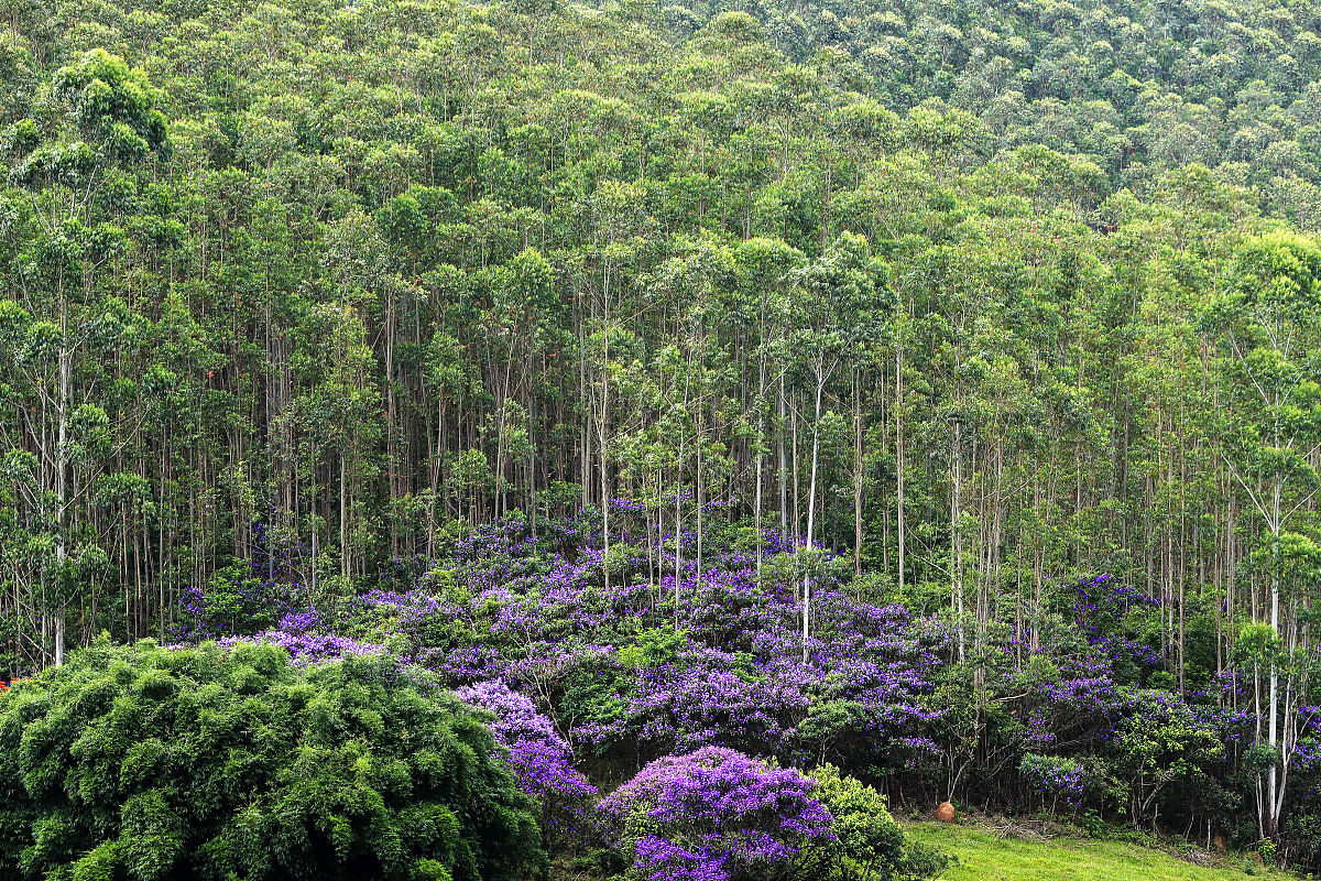 长沙的湖南省森林植物园,避暑游玩的植物王国?