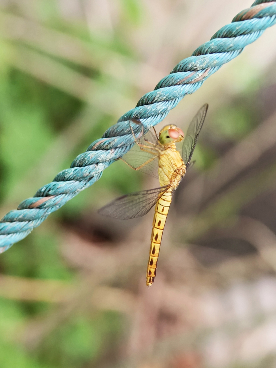 蜻蜓,优雅而独特的小战士!专吃害虫守护生态平衡.