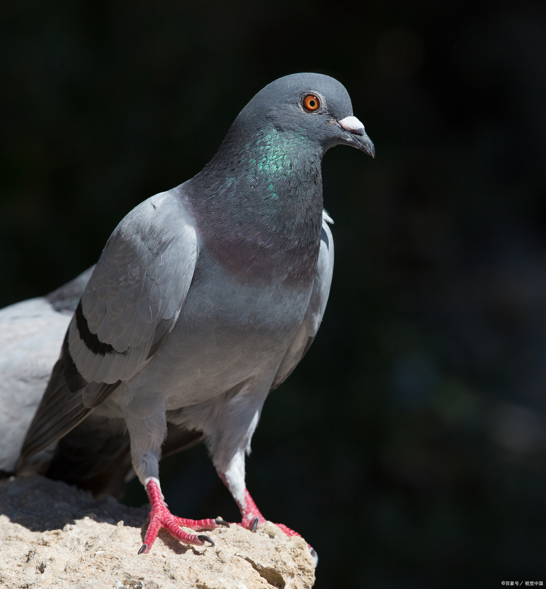 信鸽和普通鸽子的区别在哪里