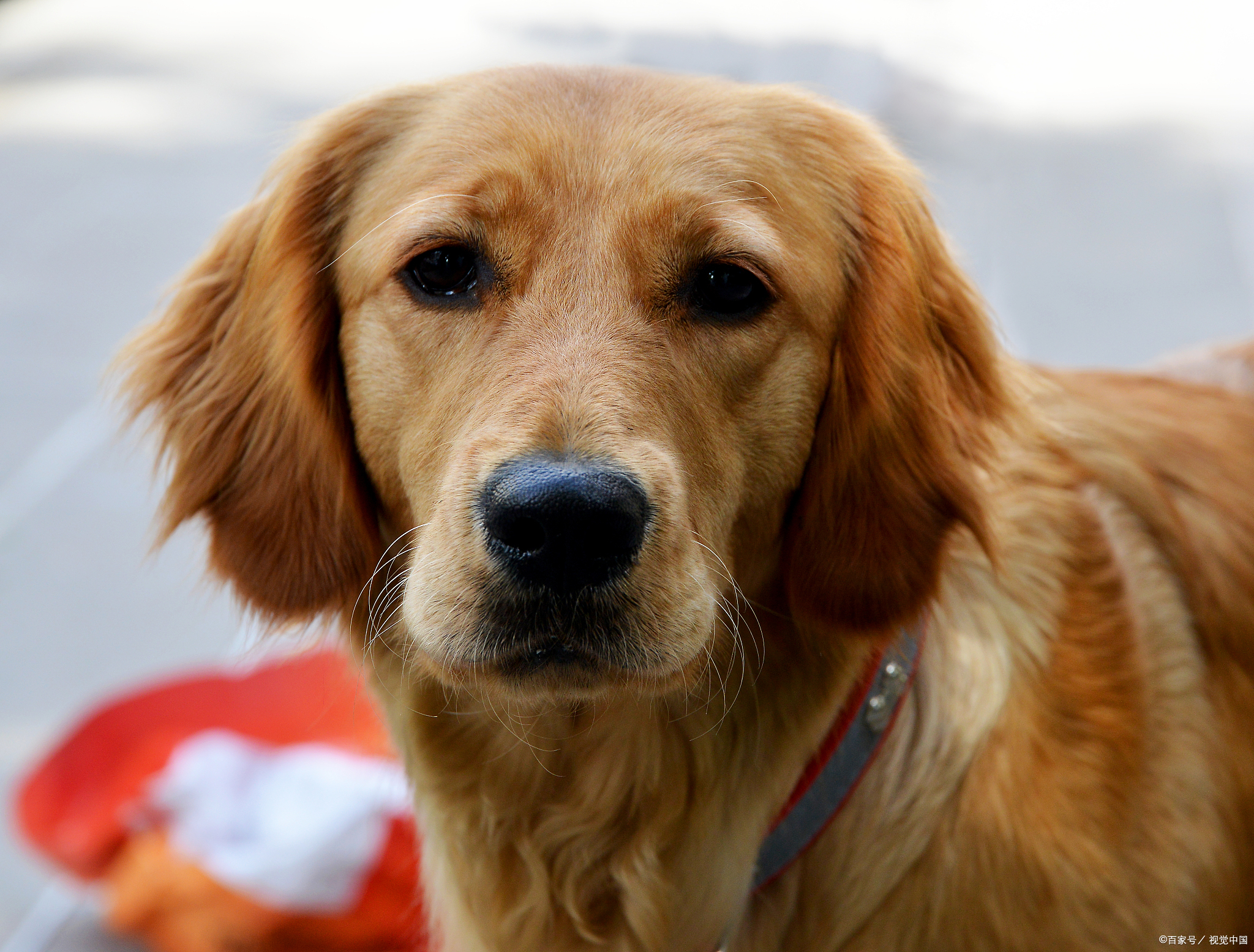 金毛真能听懂人话吗?除了声音狗狗还利用哪些方式理解人类意思?