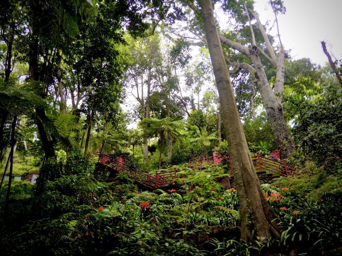 湛江热带植物园图片