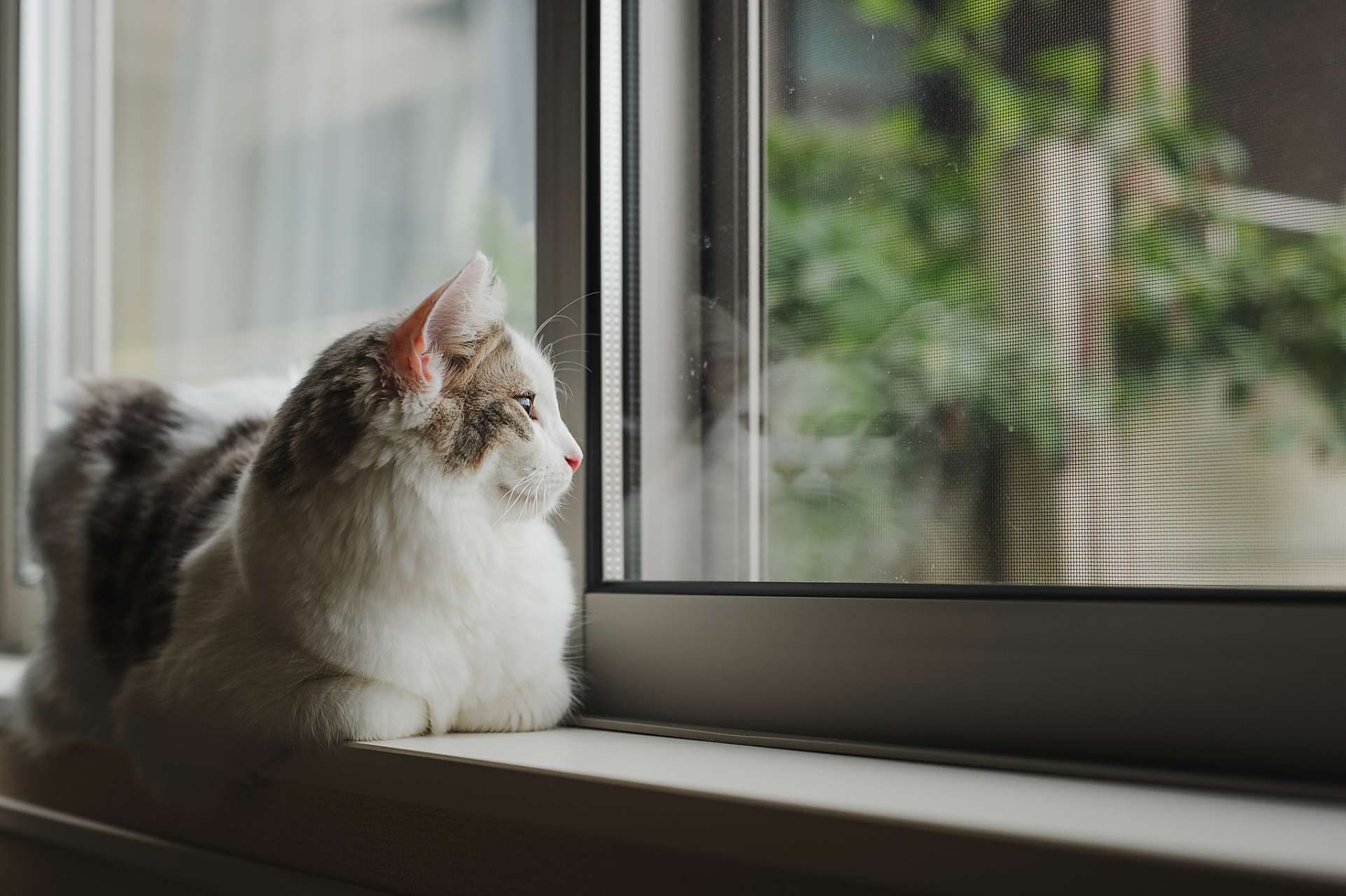 猫咪盯着窗外看是出于天性,因为窗外丰富的视觉和嗅觉刺激,领地观察