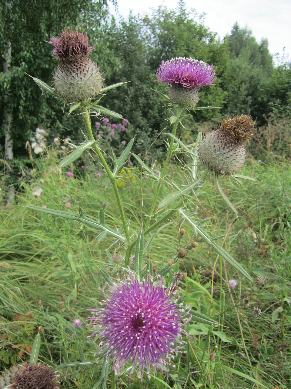 中医处方:大蓟,小蓟,熟地, 山药,山茱萸, 泽泻,茯苓, 牡丹皮