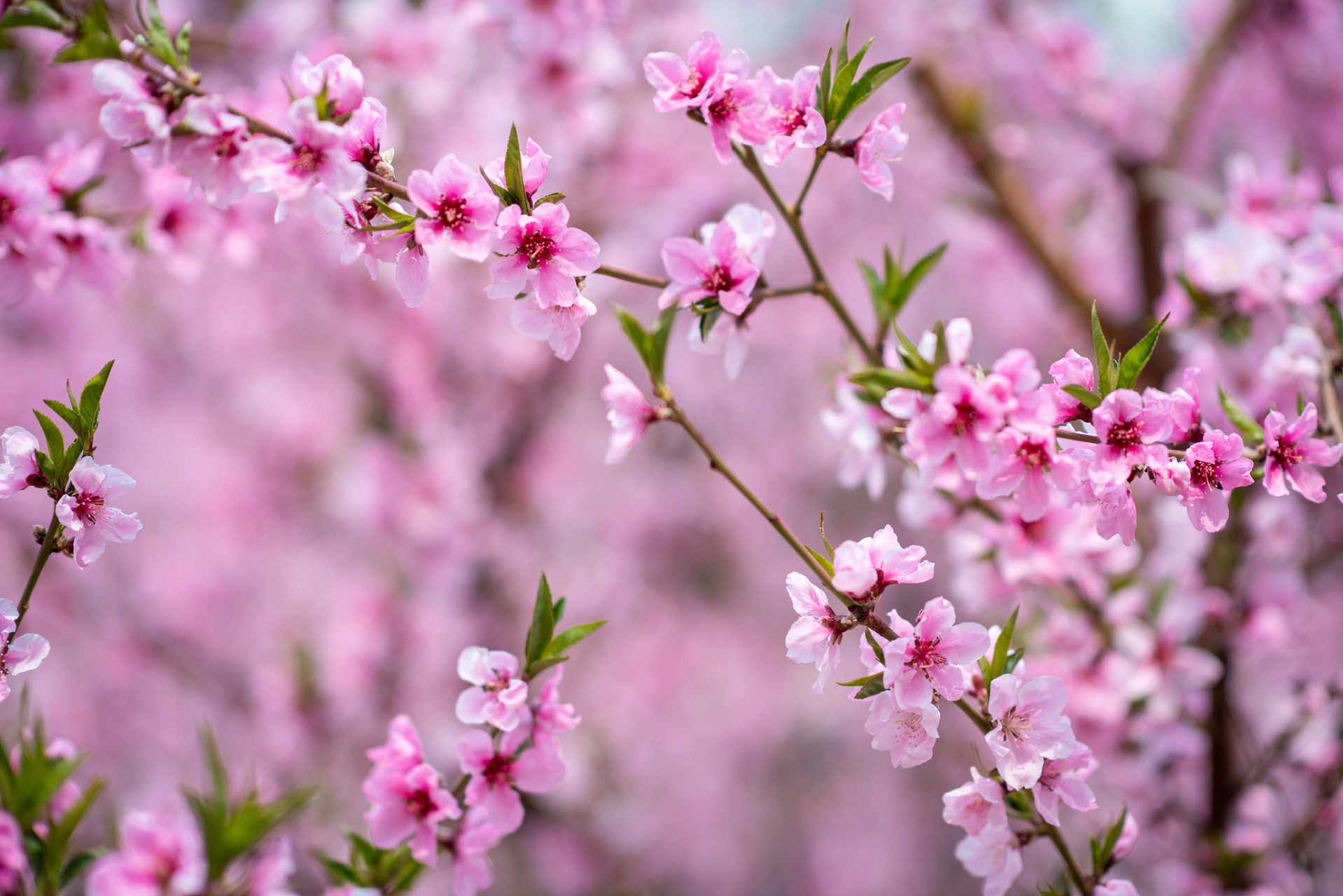 近日,西藏林芝雅鲁藏布大峡谷内,桃花竞相绽放,成片桃林宛如粉色海洋.