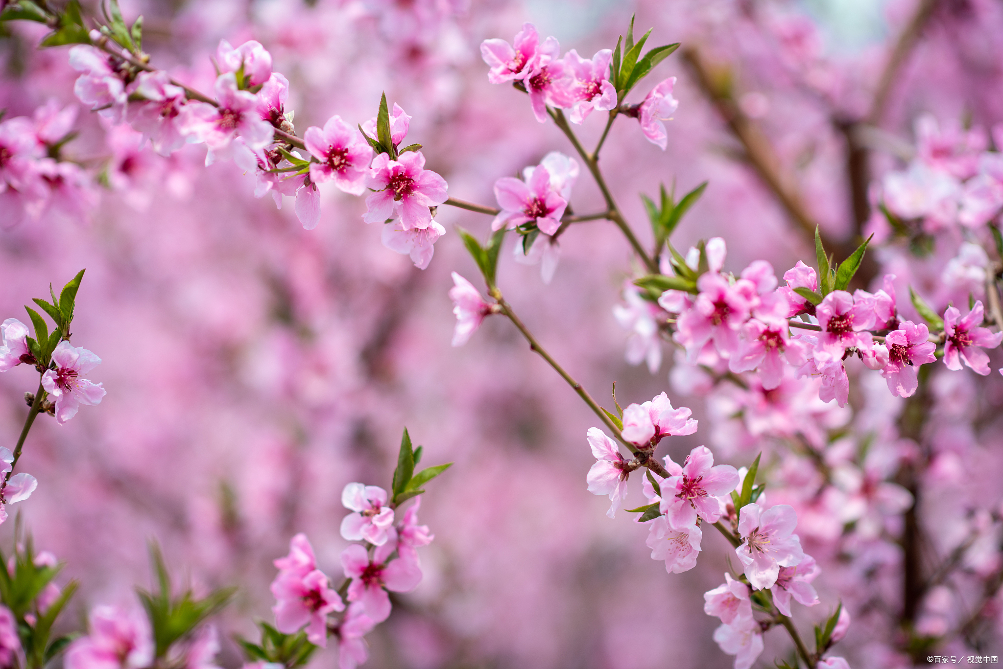 各种桃花图片大全大图图片