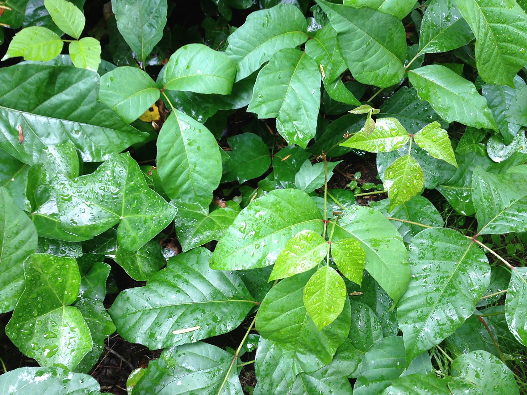 番泻叶 番泻叶又名:泻叶,泡竹叶,旃那叶.