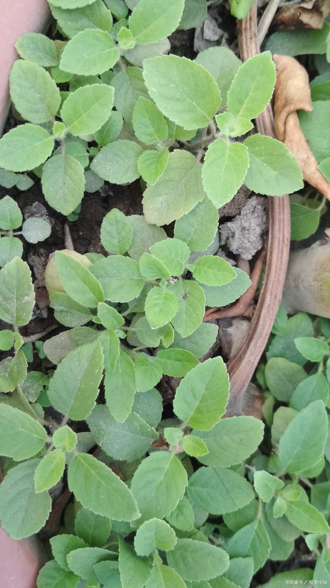 耳草系双子叶植物,多年生常绿草本,药用全草