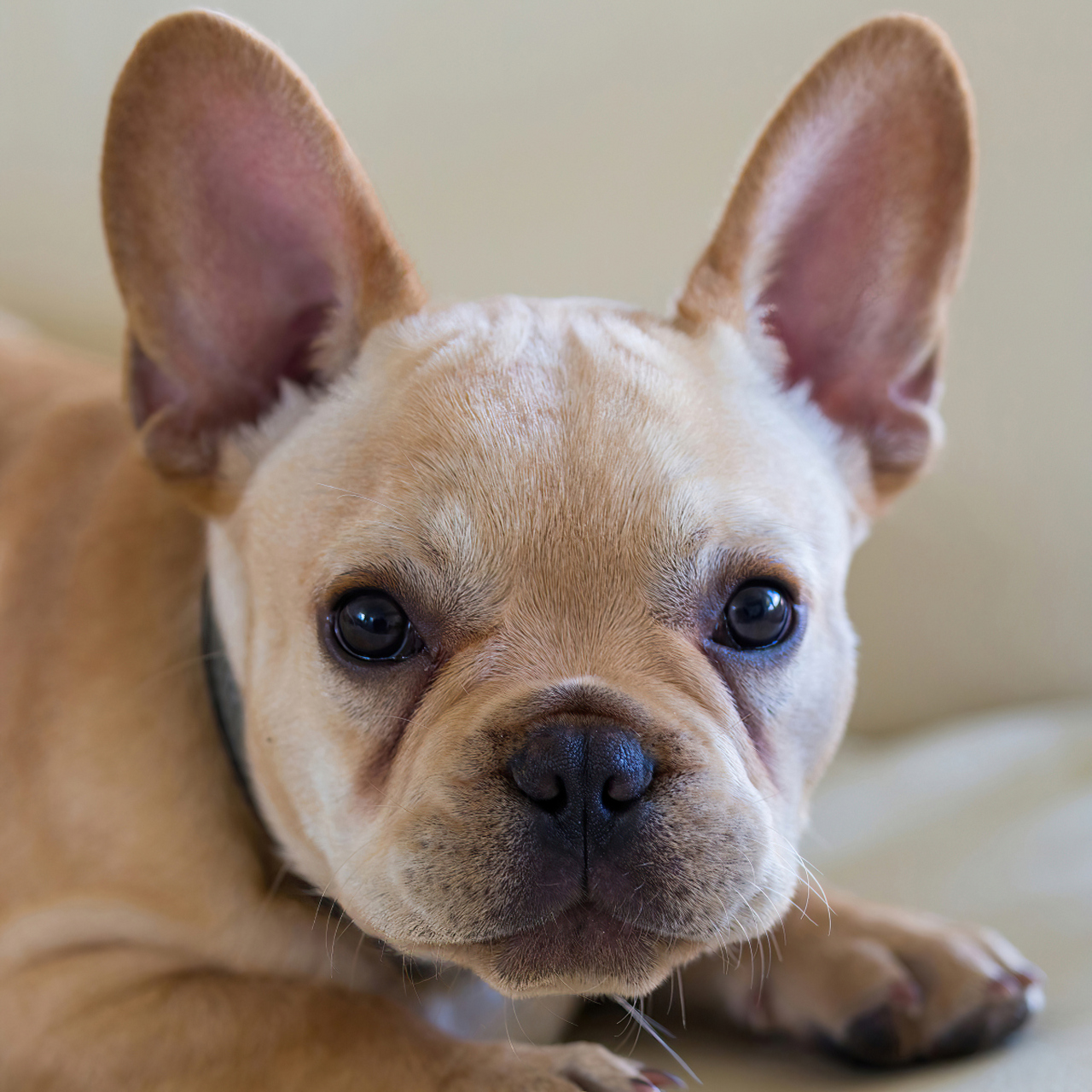 法国斗牛犬是一种友好,温顺,忠诚的小型犬,是理想的家庭伴侣.