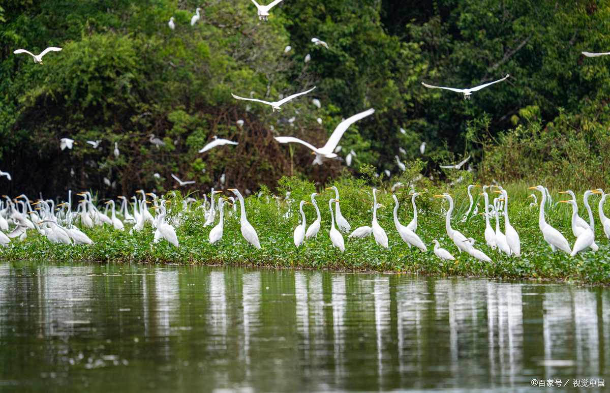 成都凤凰湖湿地观鸟,候鸟成群生态和谐,自然爱好者天堂!