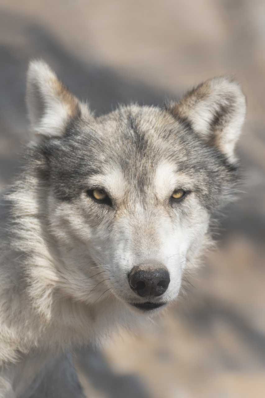 在可可西里,狼与秃鹫上演着既斗争又合作的生存大戏!