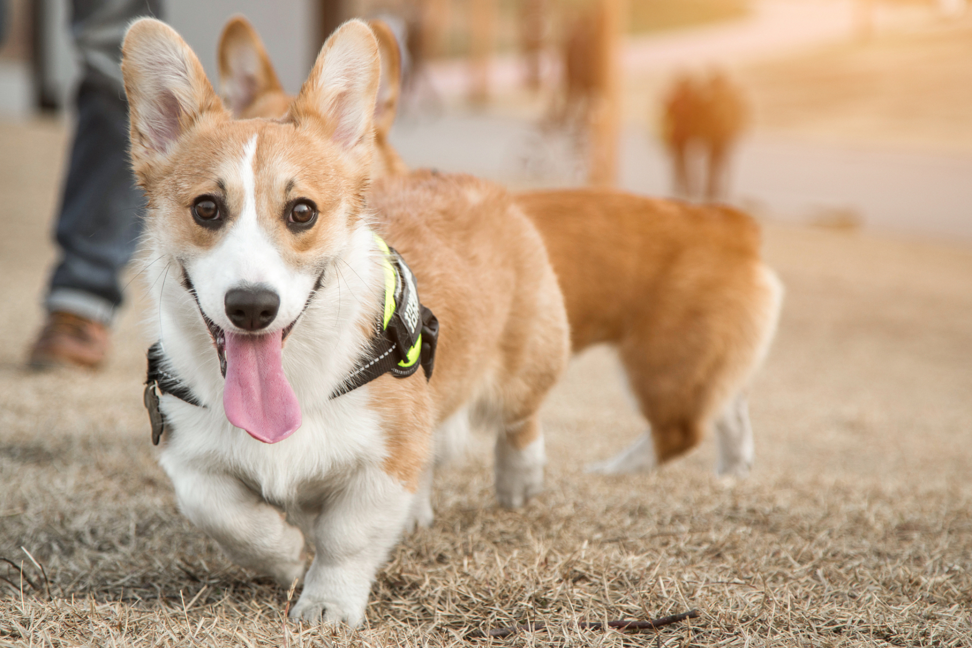 柯基犬的优缺点 柯基犬是一种可爱的狗狗,因其外观和性格特点而受欢迎