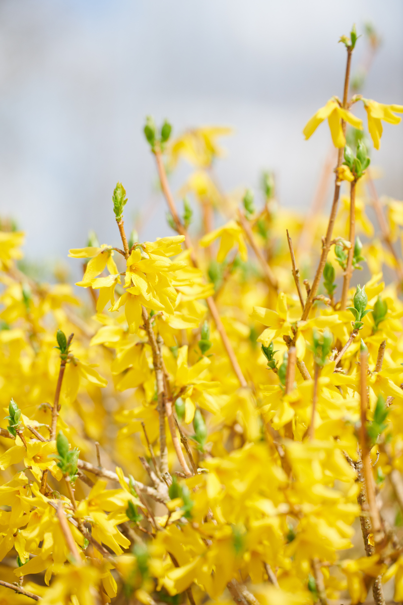 在残冬的尾巴上 你,迎春花,率先登场 没有绿叶的衬托