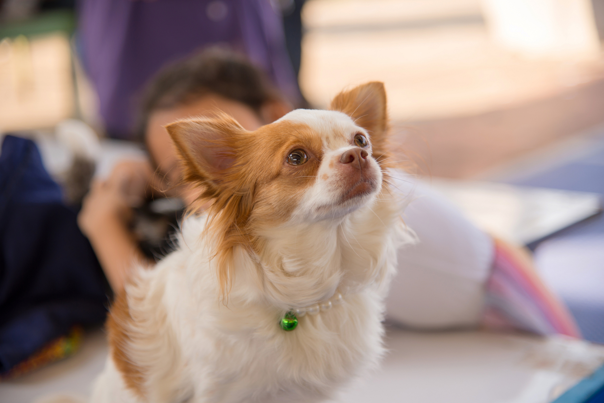 女生适合喂养的宠物  女生们总是喜欢那些可爱的,毛茸茸的,萌萌的小