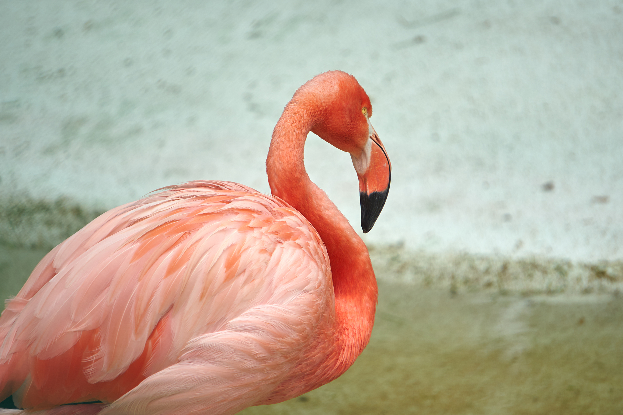 火烈鸟主要以藻类,浮游生物以及小型甲壳类动物为食,这些食物中富含
