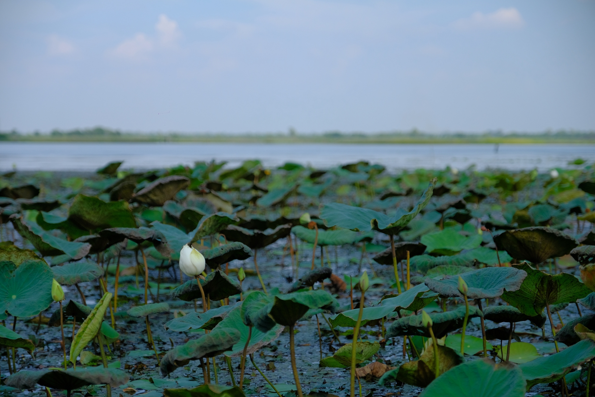 "洪湖水,浪打浪,洪湖岸边是呀么是家乡.