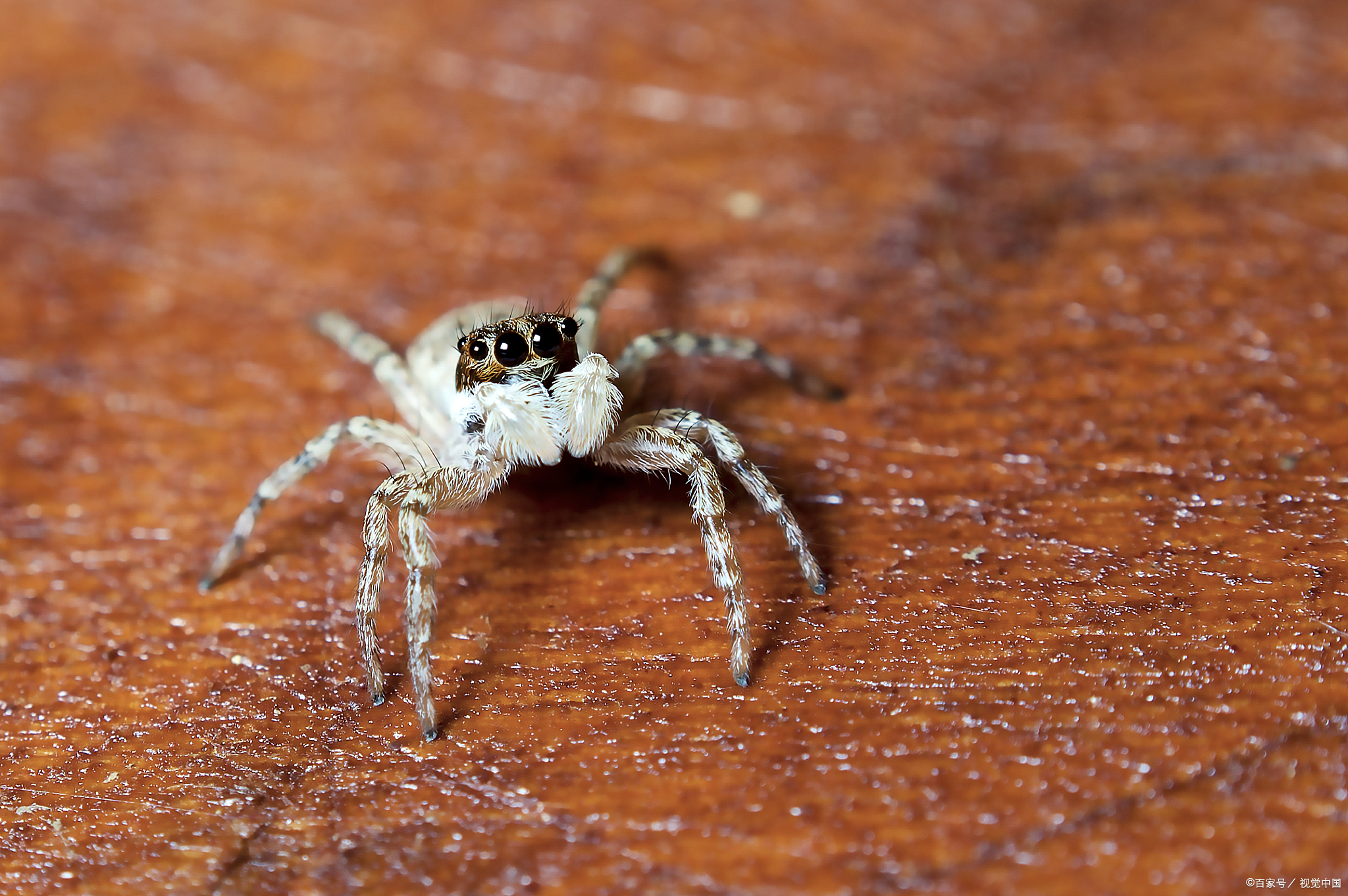 宠物蜘蛛一般多久换一次土