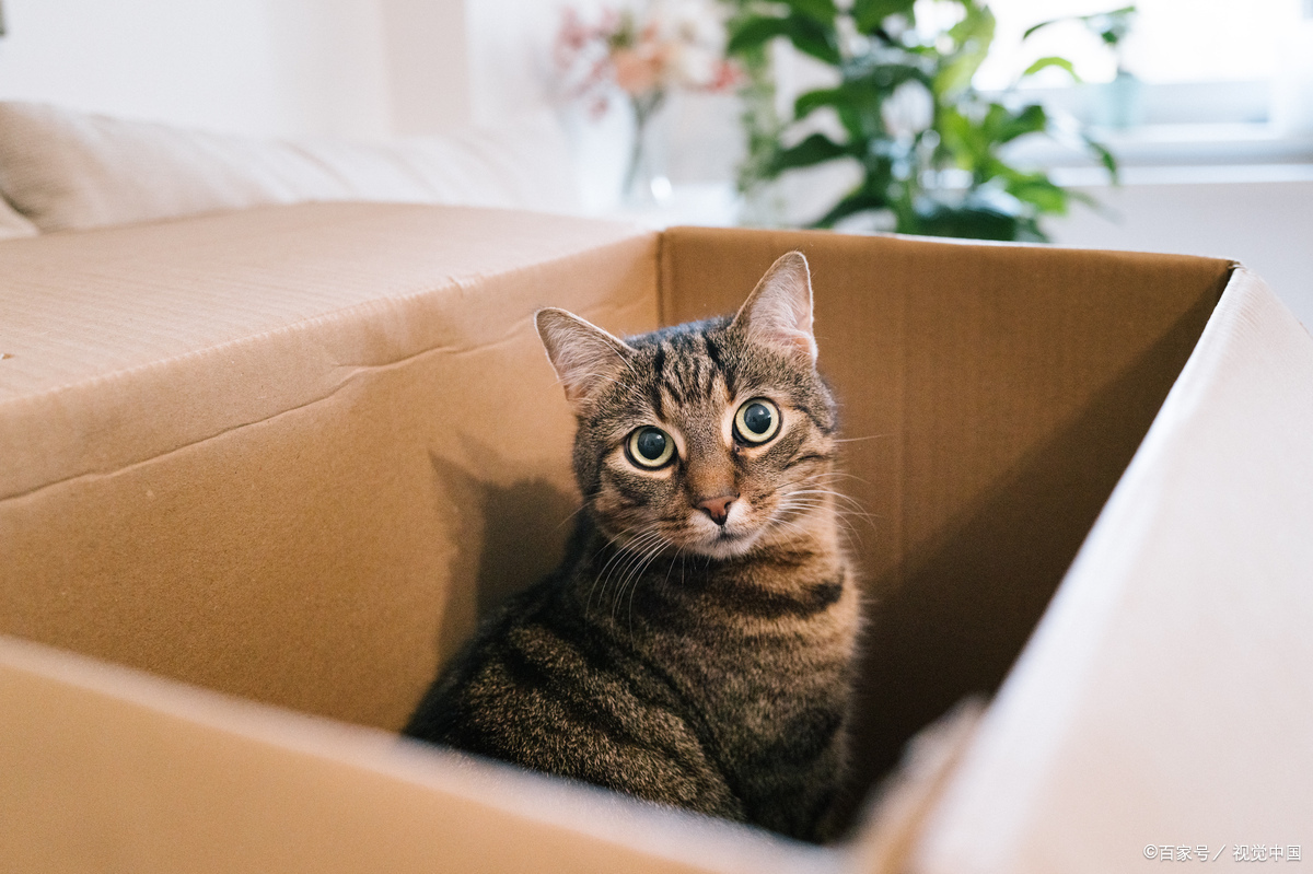 猫薄荷对猫有什么作用?从情绪调节到健康管理,新手养猫人必知