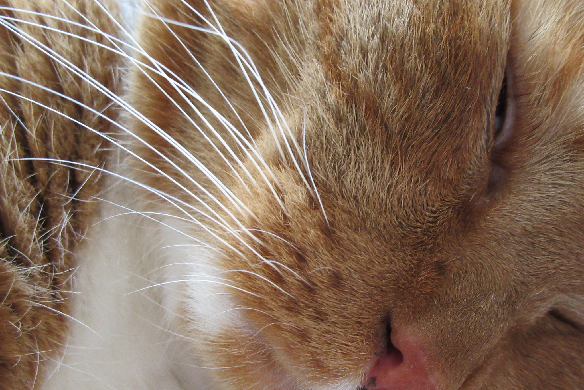 如果猫咪有接触过患有猫癣的猫咪或者生活在潮湿