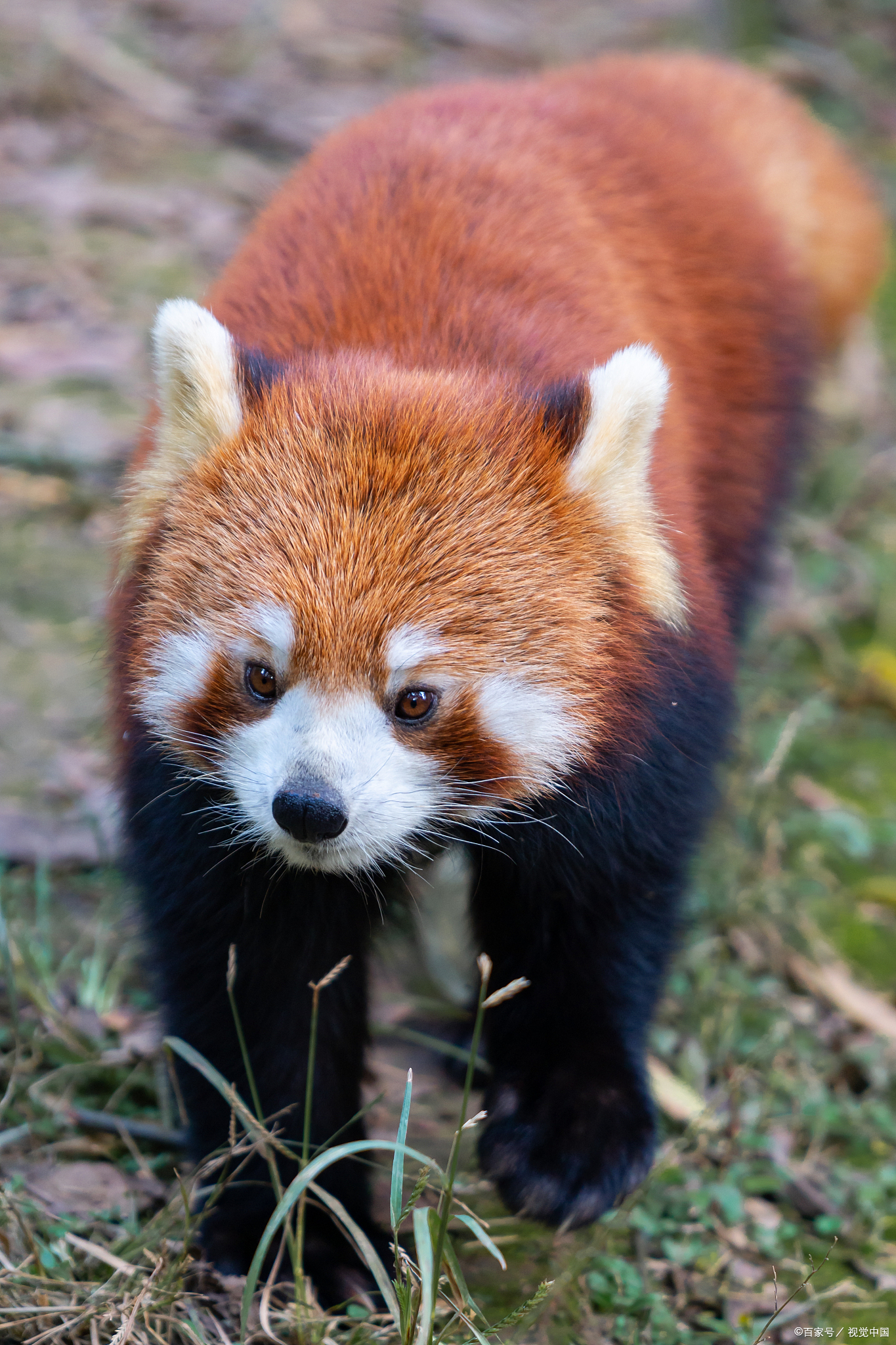 熊猫的别称:那些鲜为人知的名字背后的故事