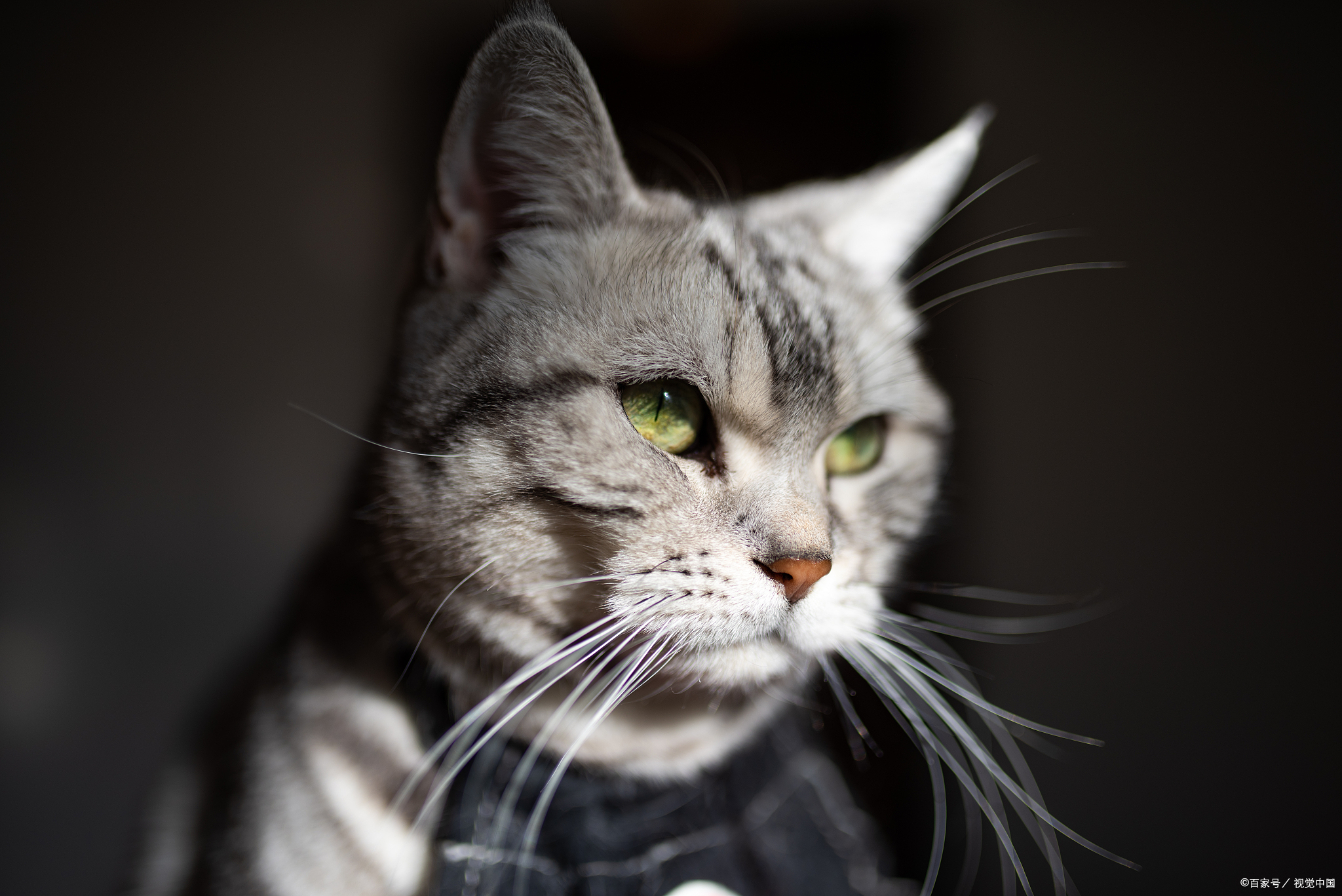 家养猫放生之后会饿死吗?