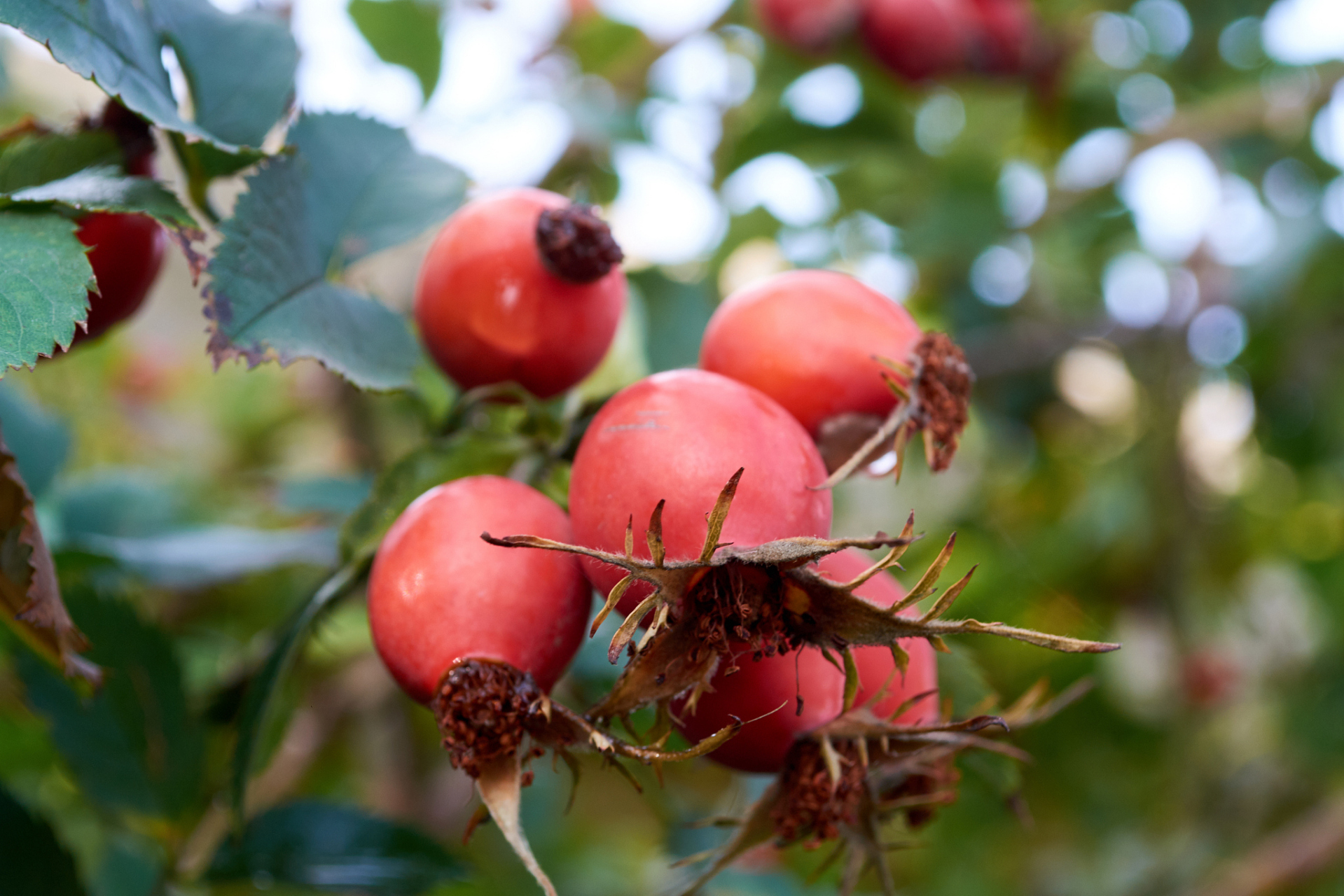 海棠果:可以直接吃的美味果实 海棠果,一种美味且营养丰富的水果,近年