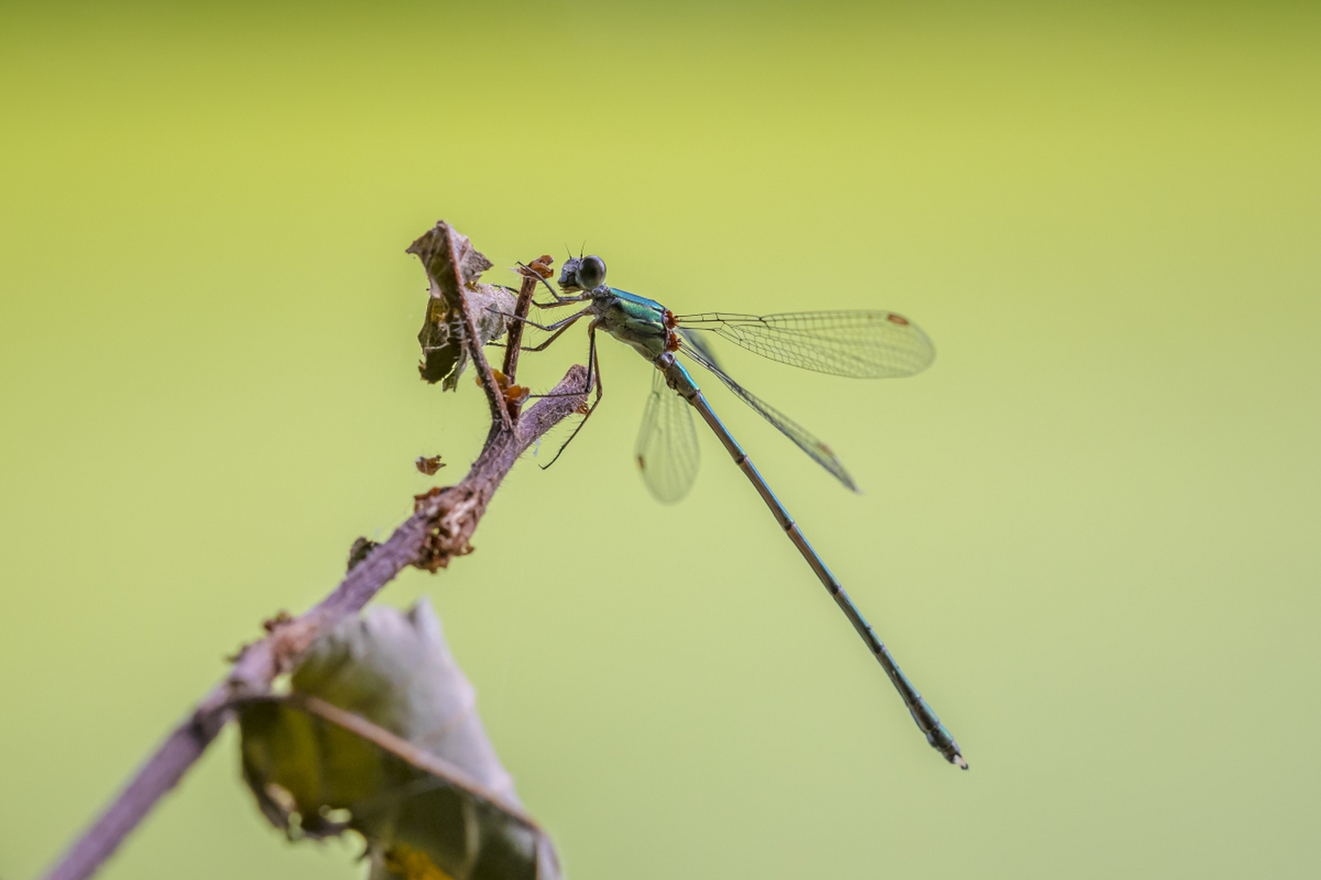 蜻蜓——飞行高手,生态英雄!肉食性昆虫,专吃小虫.