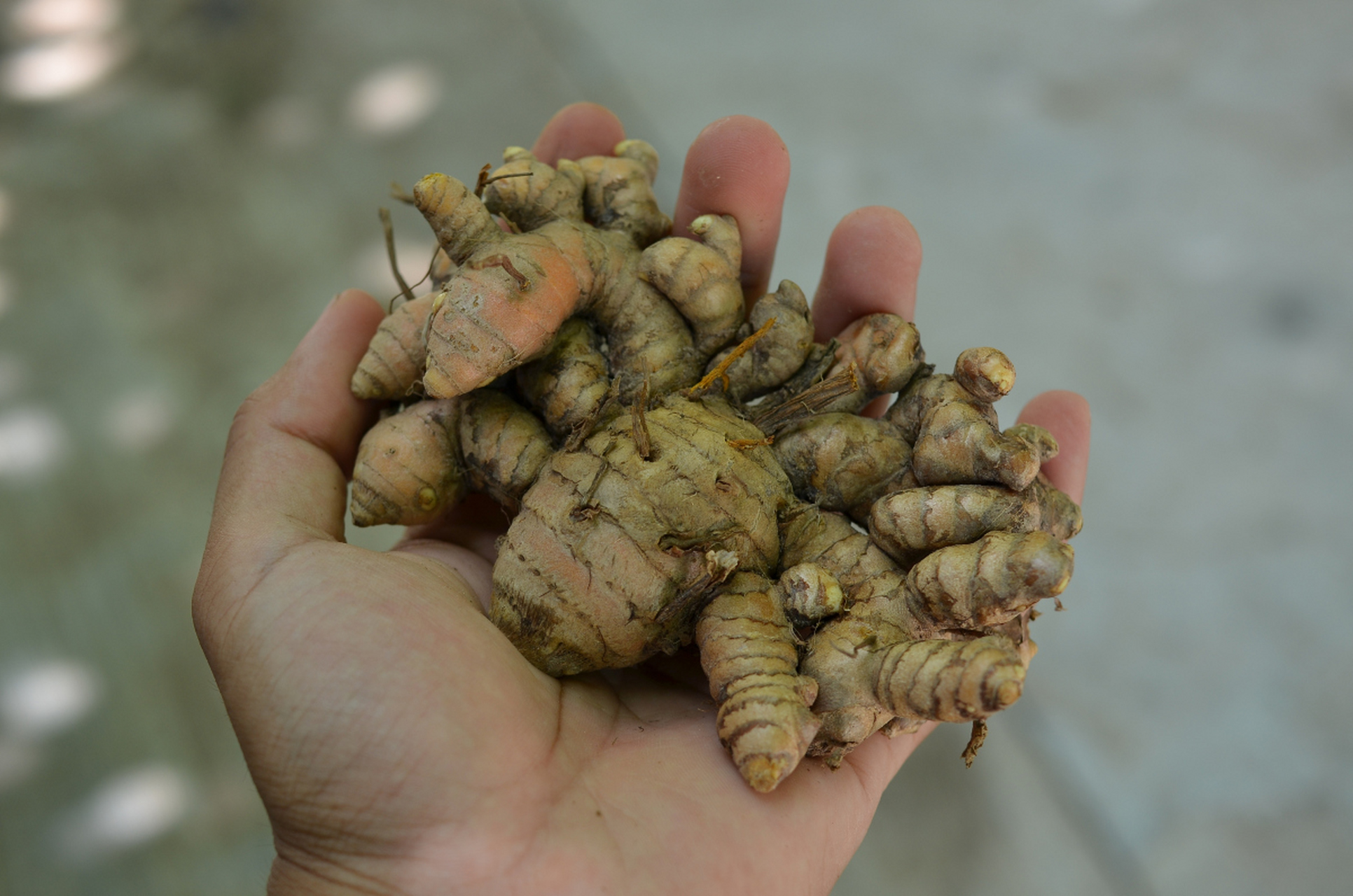 菊芋的功效与作用图片