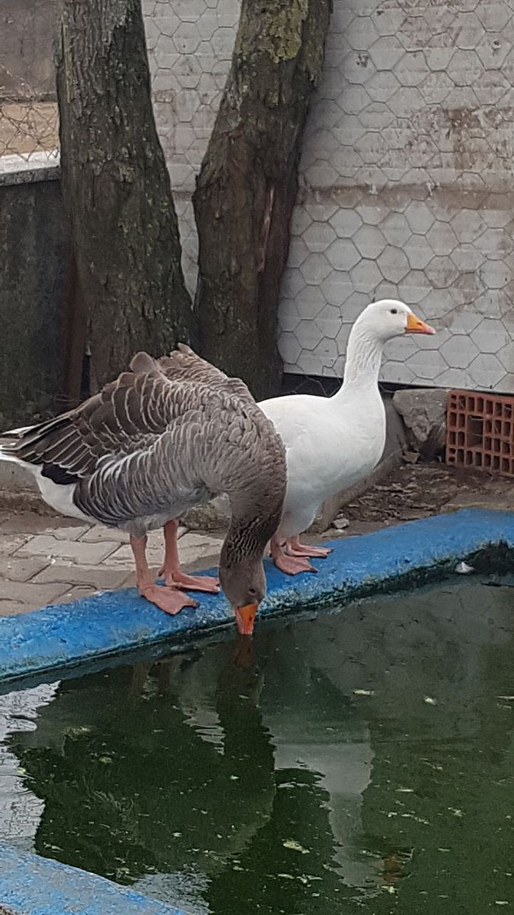 【潮州特产】饶平狮头鹅,品尝巨鹅美味,畅游潮州风情  0690 每当