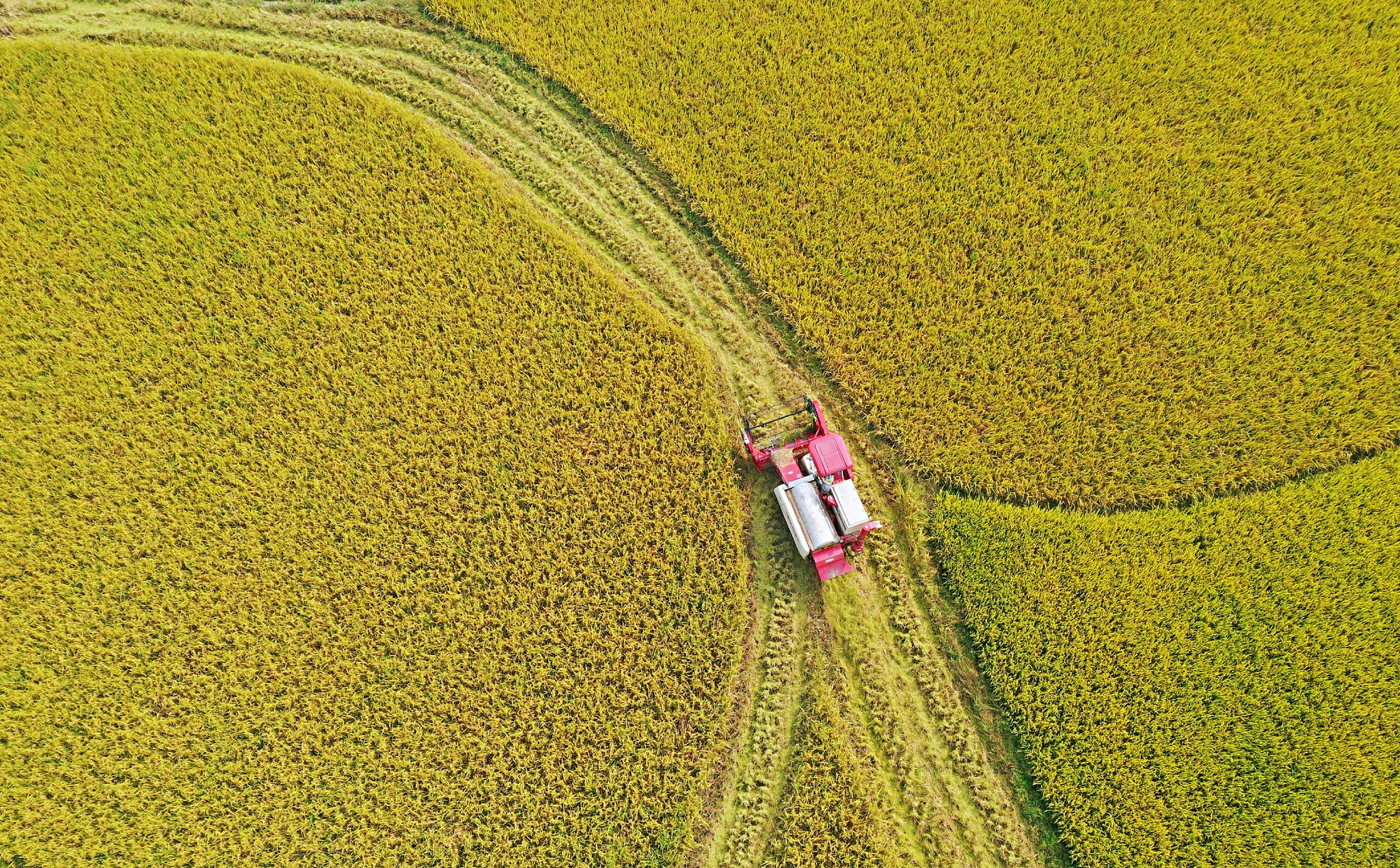 湖北罗田8月5日 正值中国水稻孕穗期,近日,两位来自巴基斯坦旁遮普