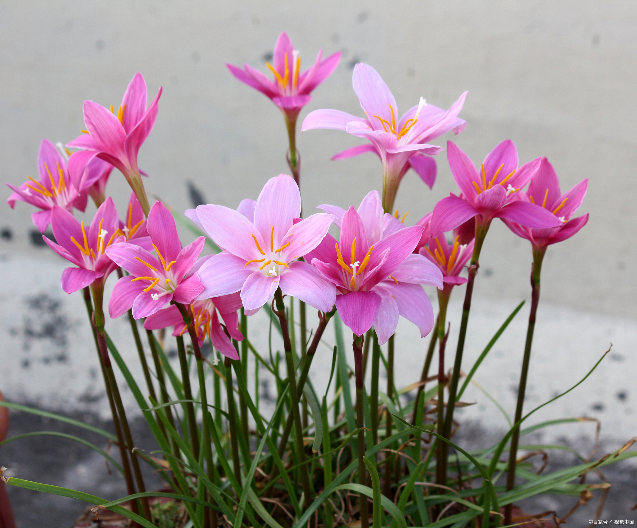 风雨兰的坚韧之美:花语与寓意的深度解读