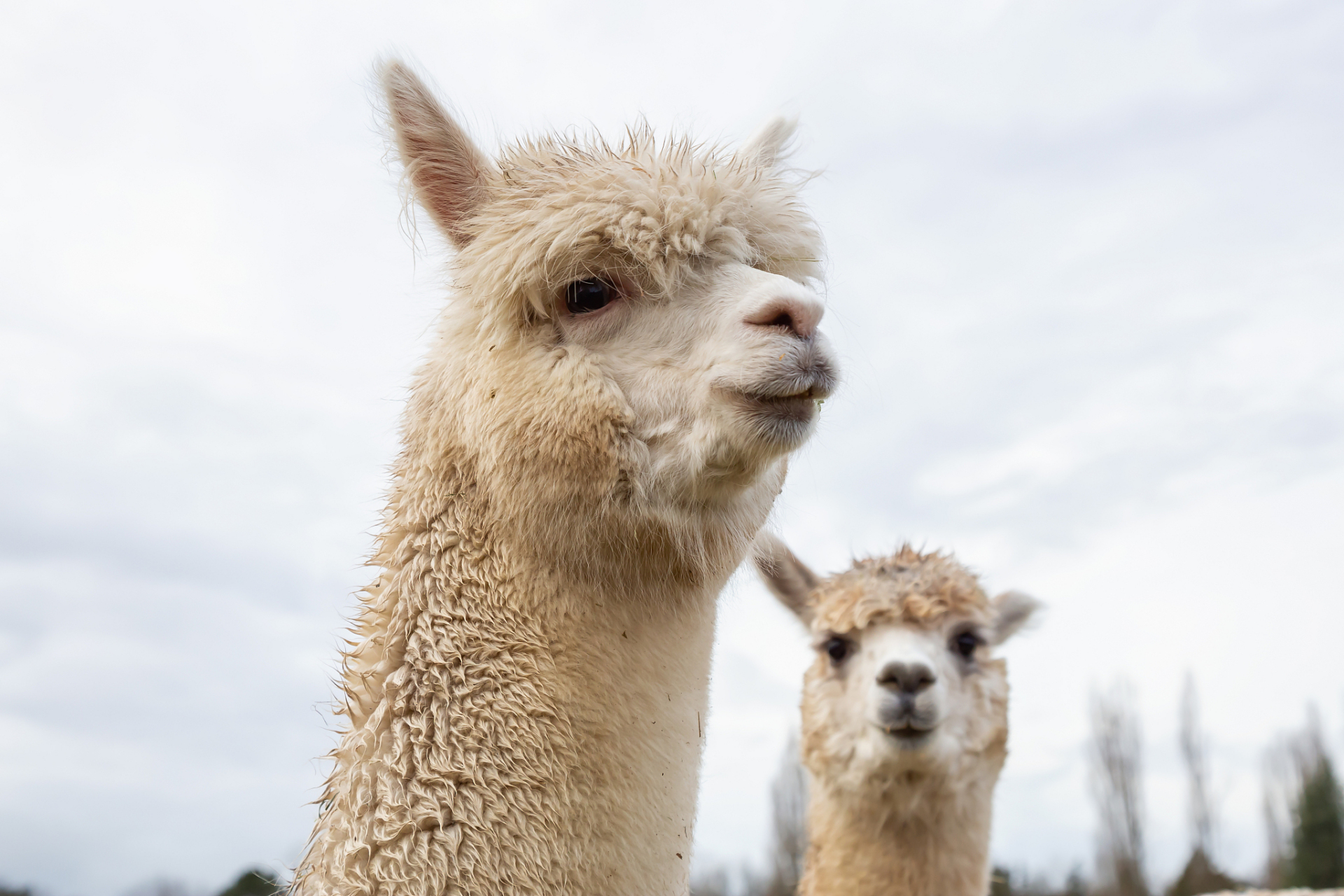 结合历史和现代智慧,为羊驼提供安全,健康和快乐的