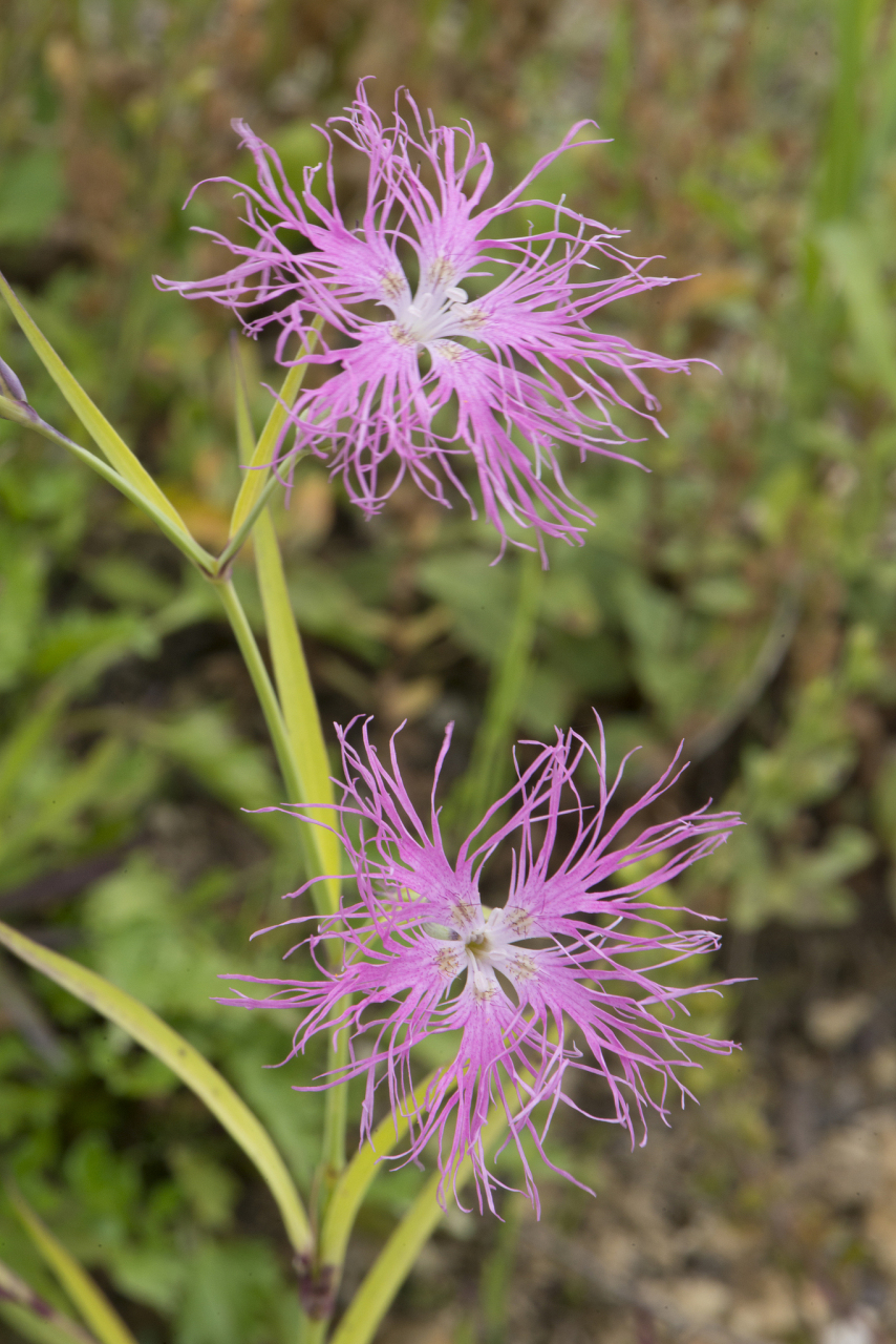 中药紫菀, 味辛苦, 性温, 有润肺下气, 止咳化痰之功, 临床多用于风寒