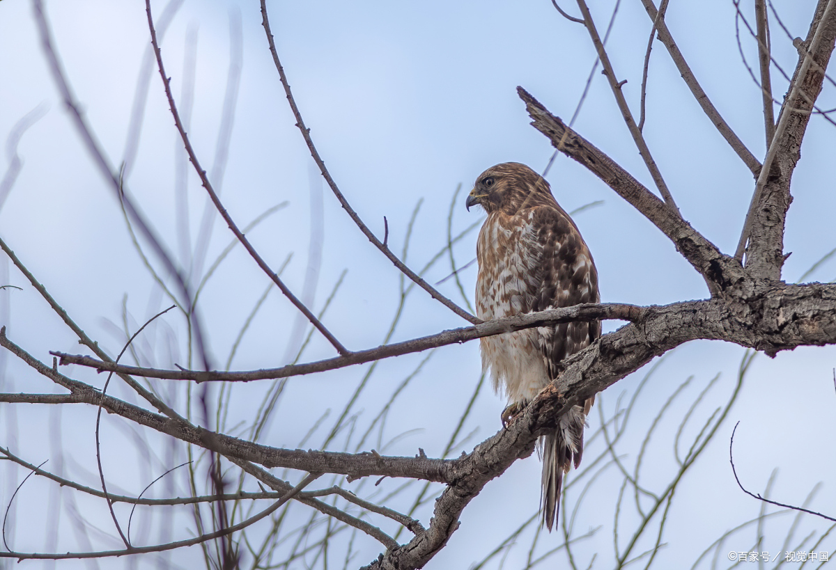 重庆生物多样性富集,分布有陆生野生脊椎动物800余种,其中鸟类500余