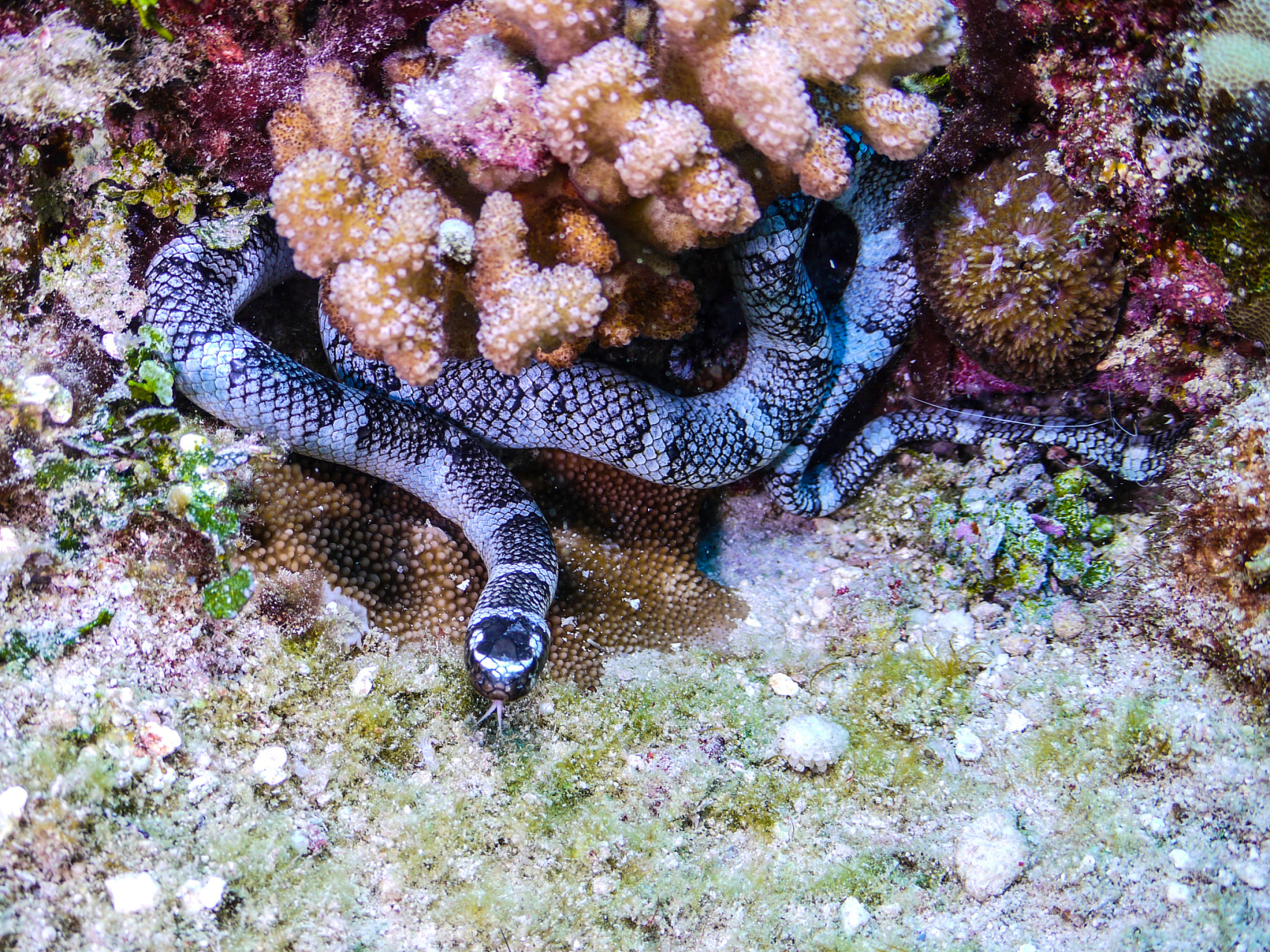 蓝长腺珊瑚蛇,常常活动于人迹罕至的初生林及成熟