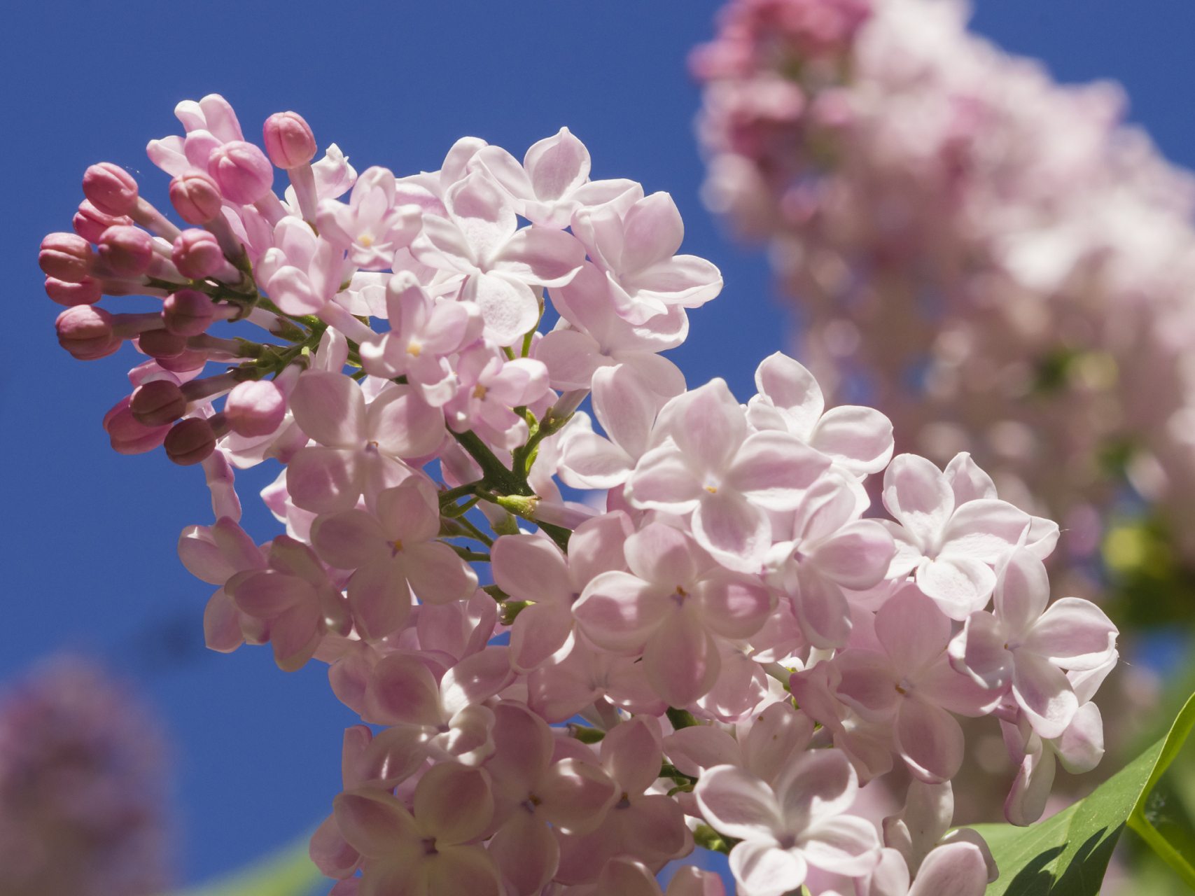 丁香花的花期通常在春季,花色包括紫色,红色,白色等多种颜色,花朵数量