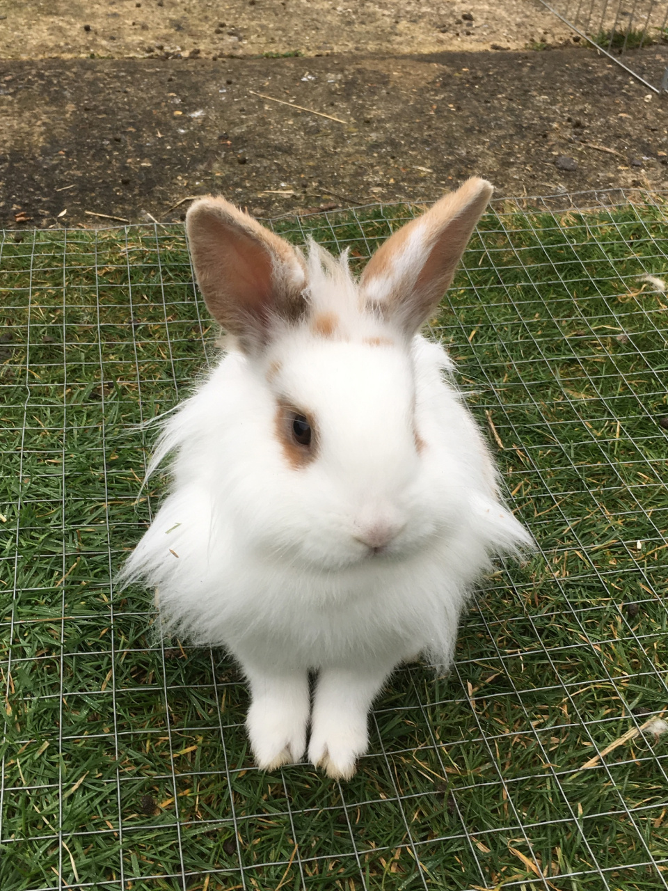 它们体型一般偏小,兔毛有短有长,不仅美观可爱,而且非常容易打理.