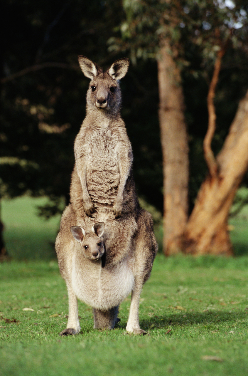 澳大利亚标志性动物图片