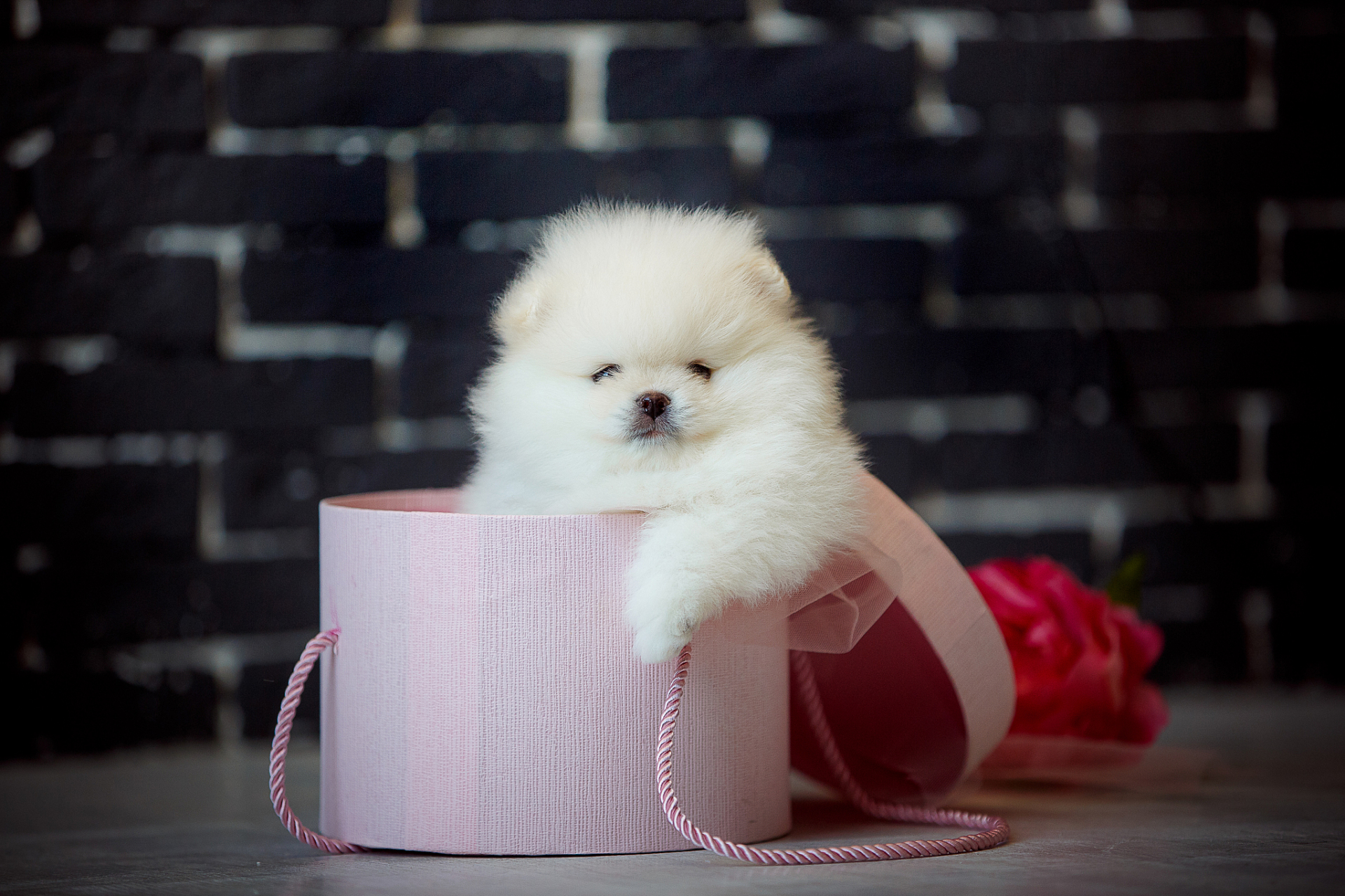 茶杯犬是一种深受人们喜爱的宠物犬,其名称来源于其