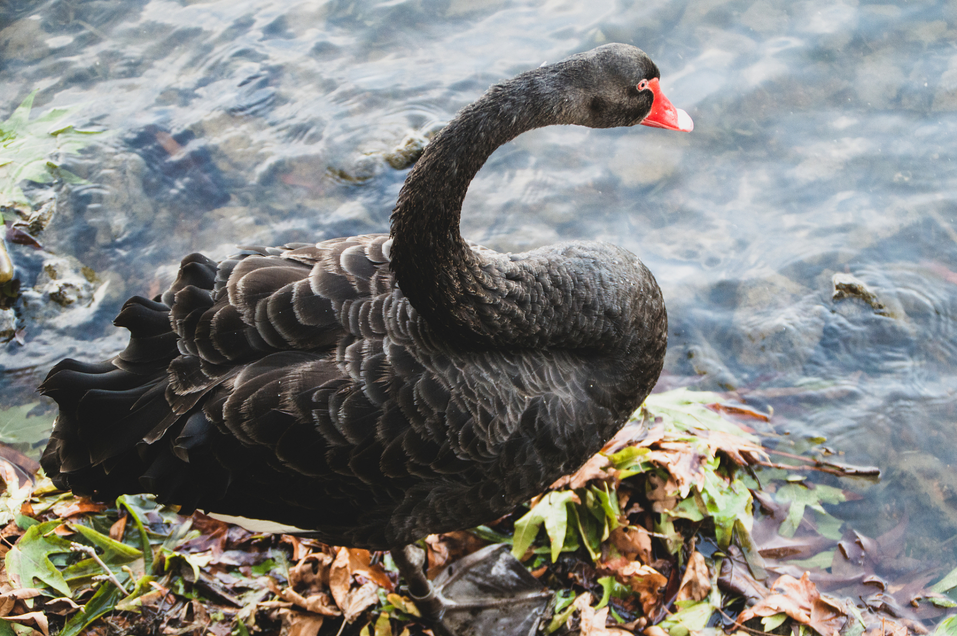 在广东清远市清新县,有一种特别的鹅,叫做乌鬃鹅,也称为黑鬃鹅.
