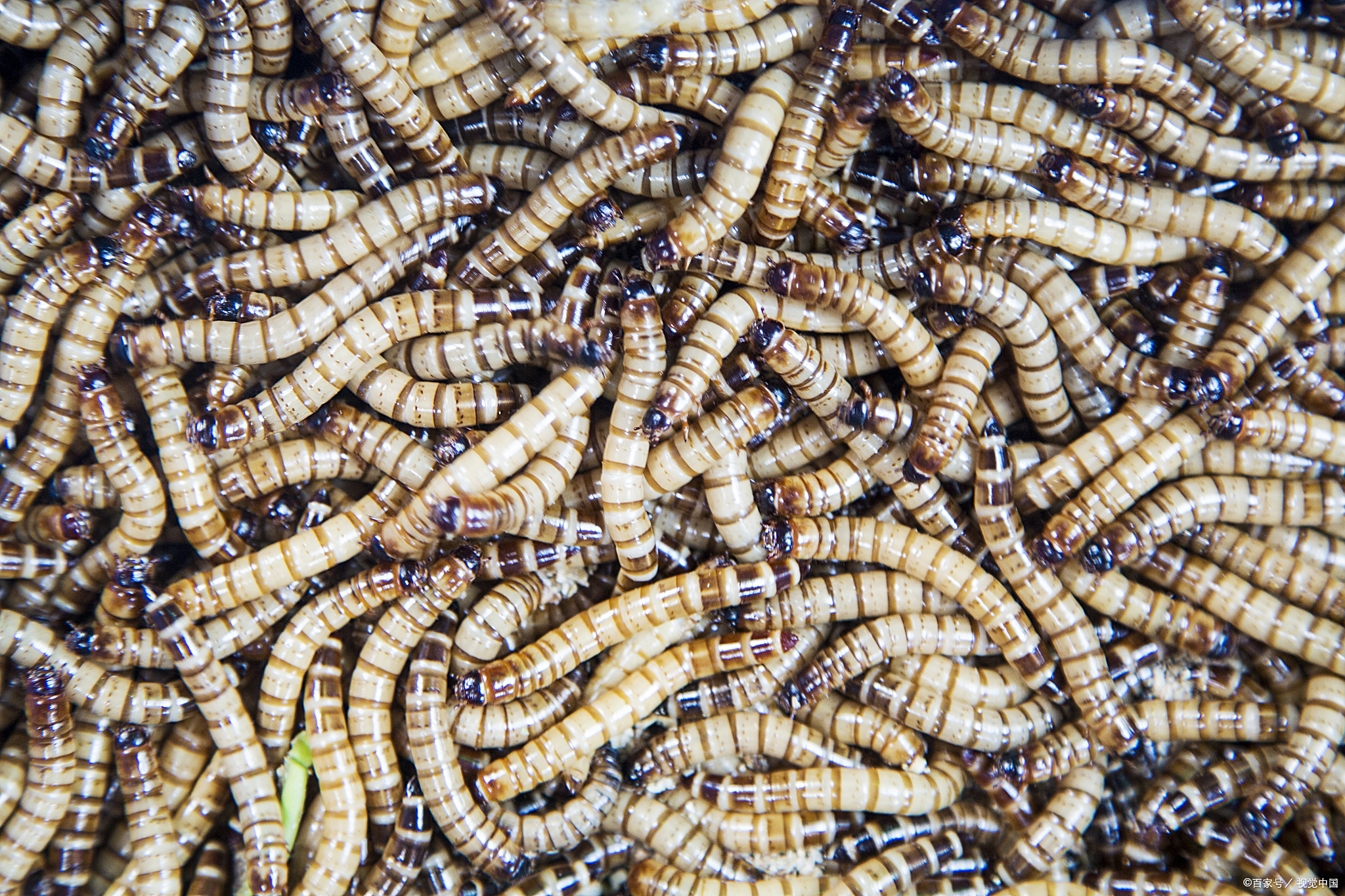 "云台山珍馐,施秉风味独好——探秘十足全虫美味之旅"  在黔东南州的