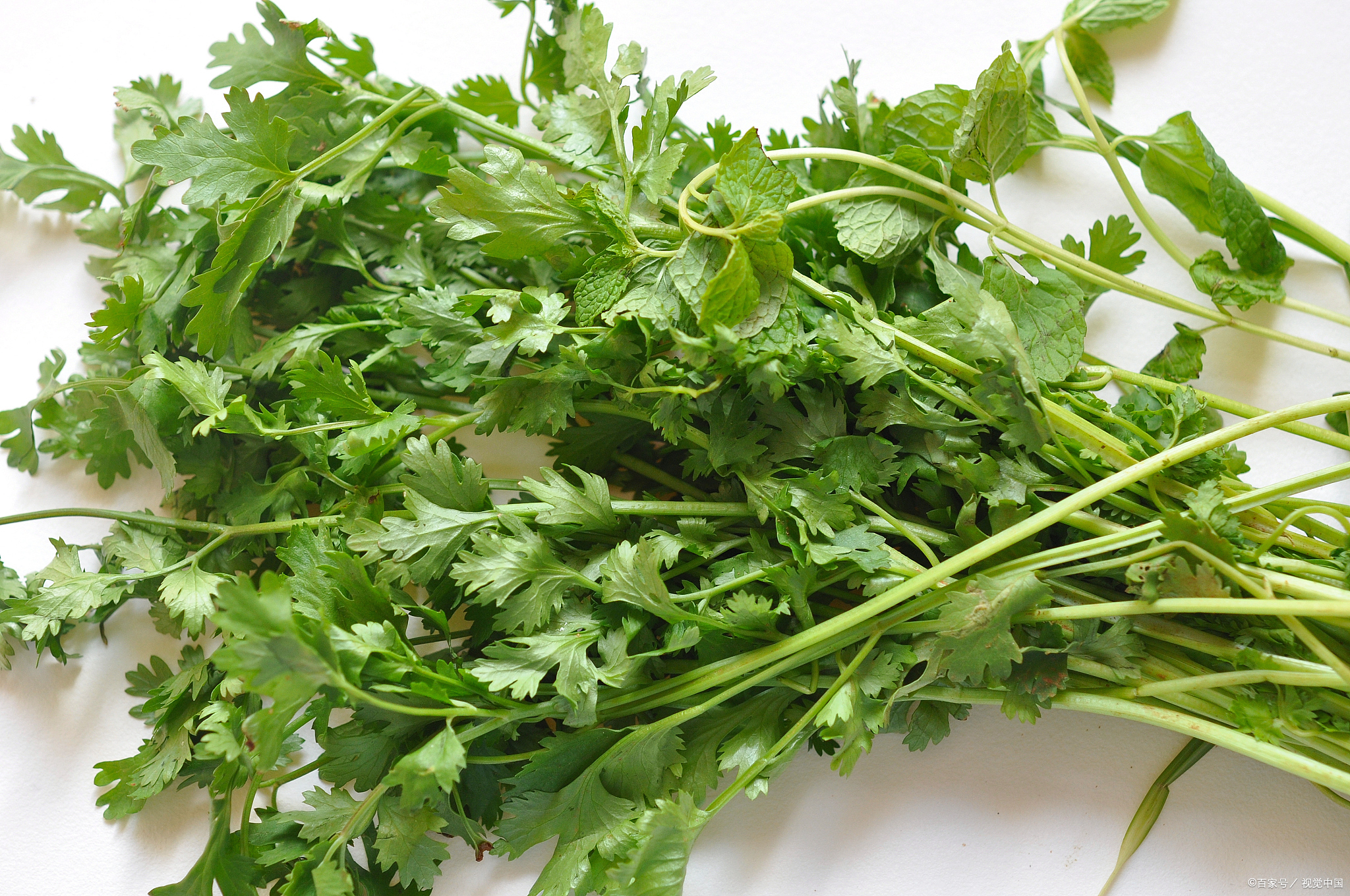 芫荽如何保鲜存放