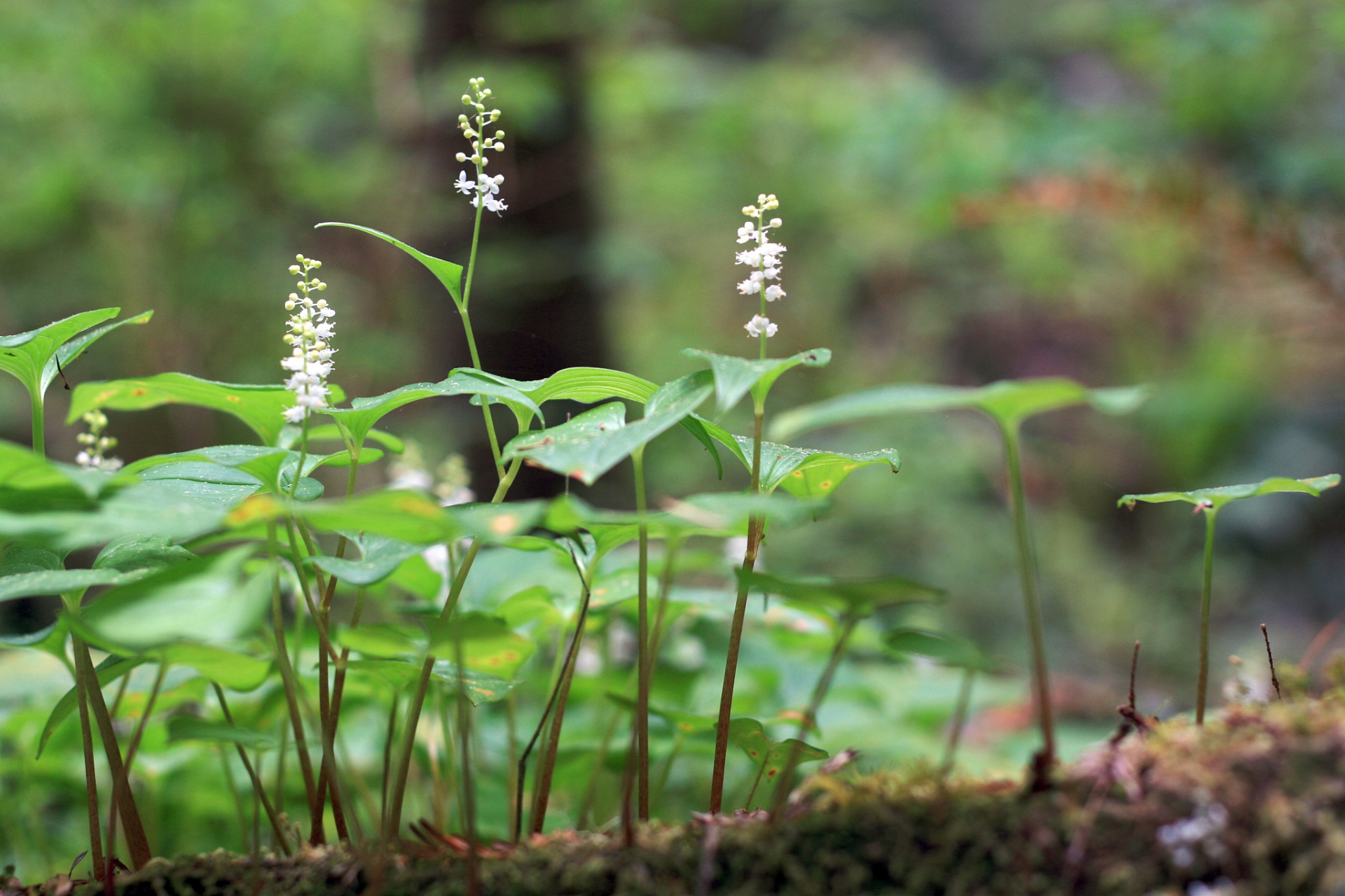 果实最明显的特征就是具有像鹭嘴一样的"长喙",而牻牛儿苗属的属名