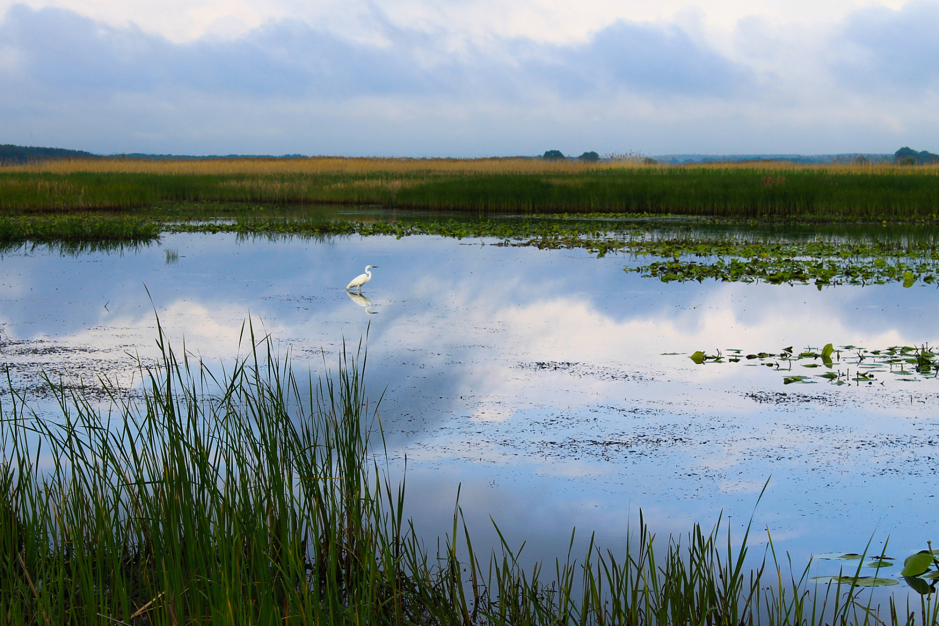 踏入北海湿地,你将沉浸在无边无际的芦苇荡中,伴随着鸟儿的歌唱声.