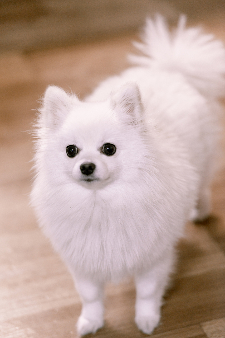 博美犬是一种非常可爱和迷人的犬种,它们通常被描述为活泼,友好和忠诚