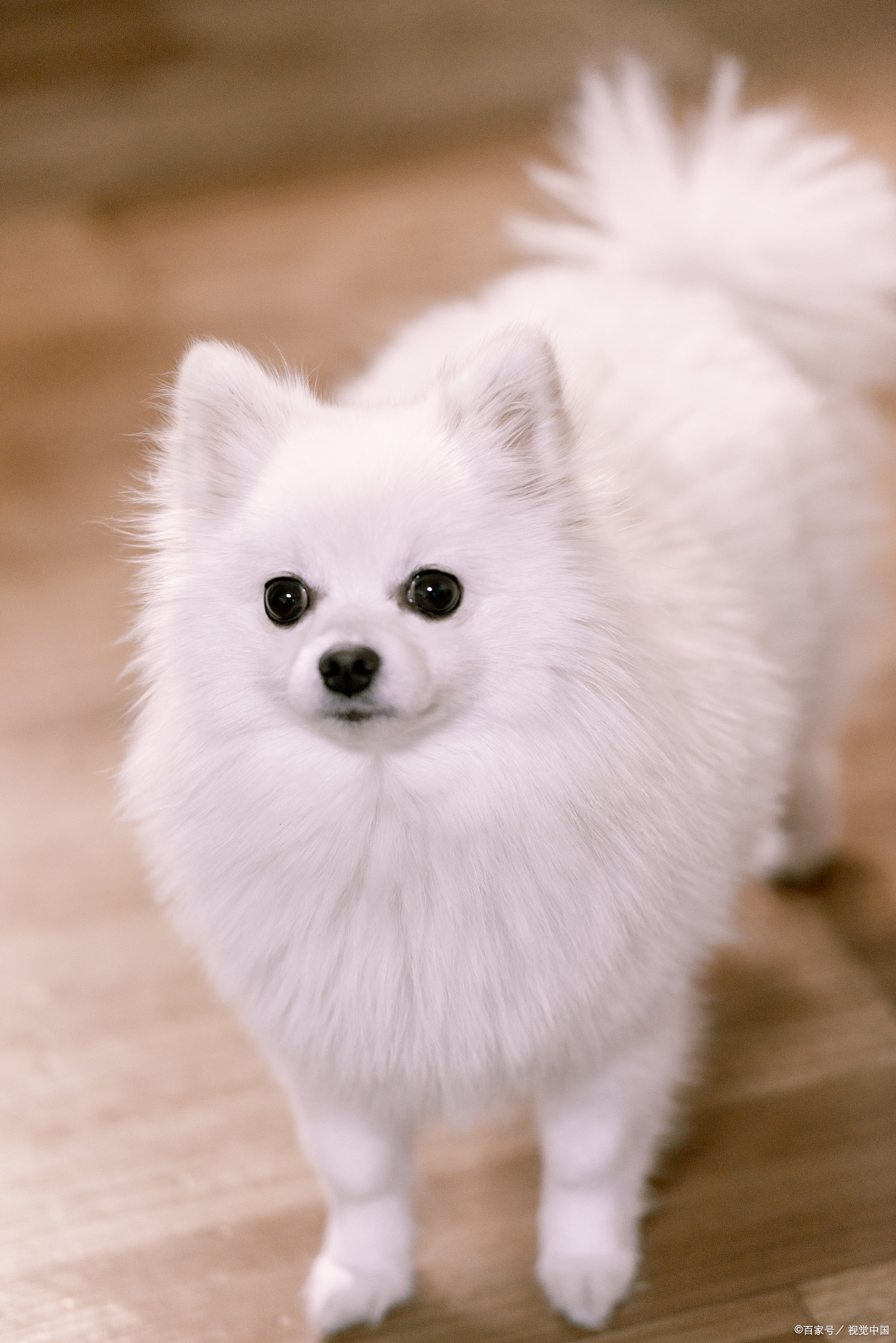 今天咱们不聊别的,就来聊聊咱们心爱的小毛球——博美犬.