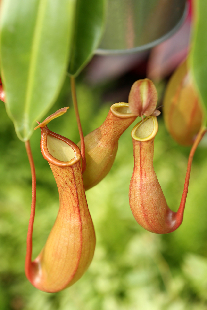 植物小知识(37)太奇怪了,猪笼草是真的能吃虫子.
