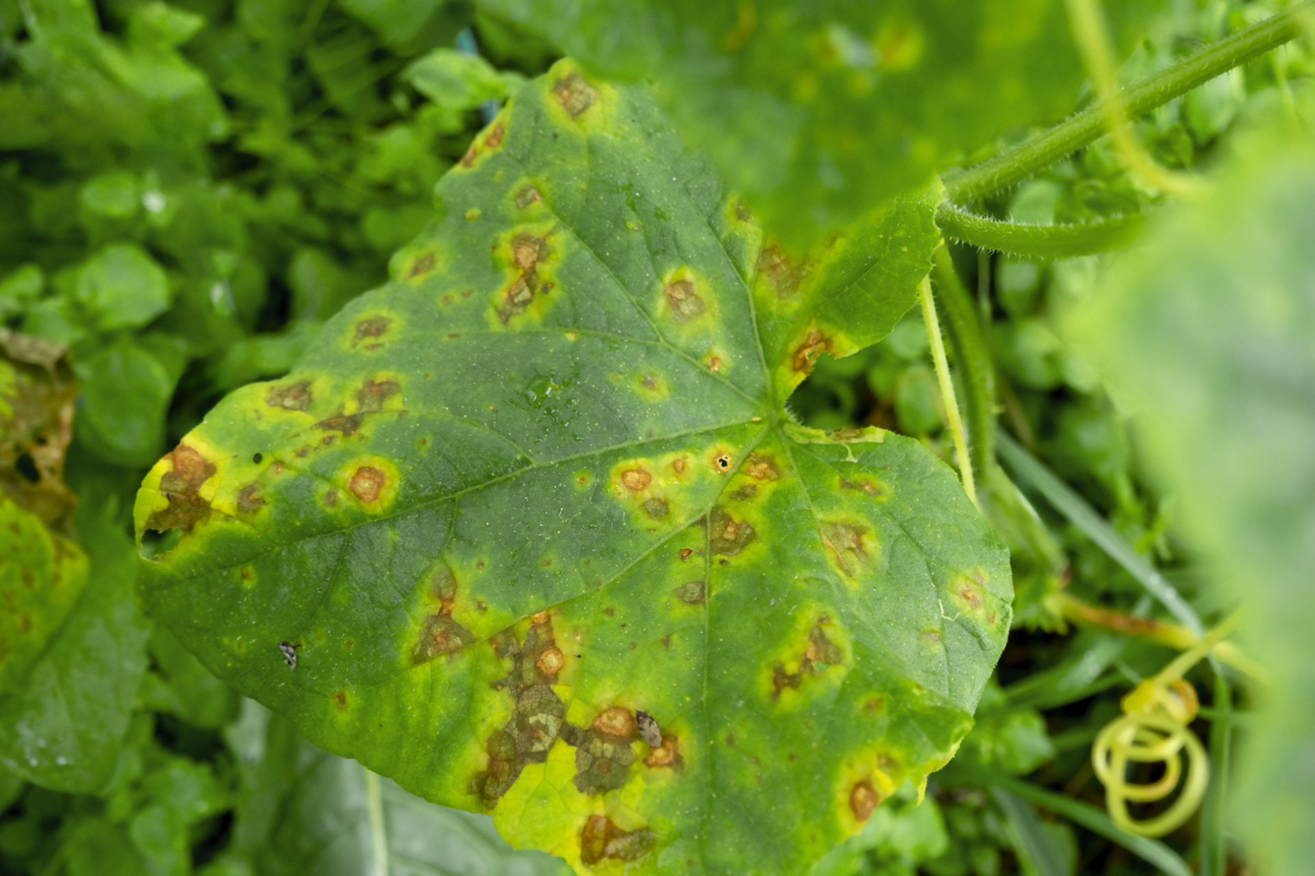 多方面入手可确保西红柿健康生长,提高产量和品质.