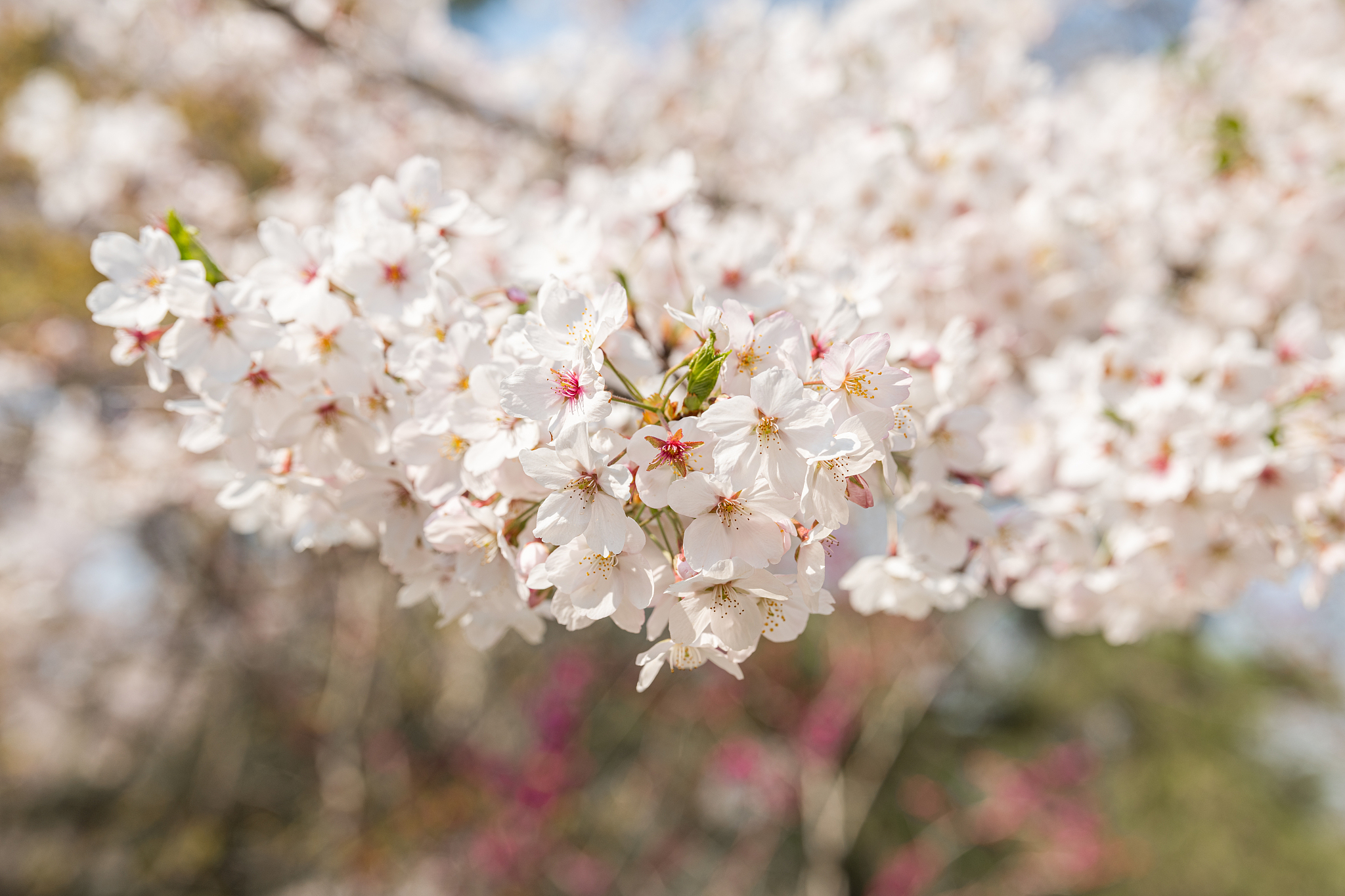 陶软顾之洲(全集完整大结局)陶软顾之洲全文阅读笔趣阁3