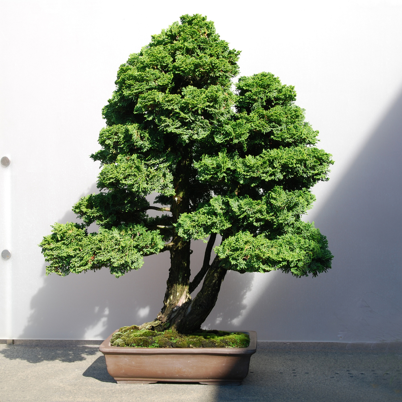 最近,我入手了一盆榕树盆景,真的太美了!