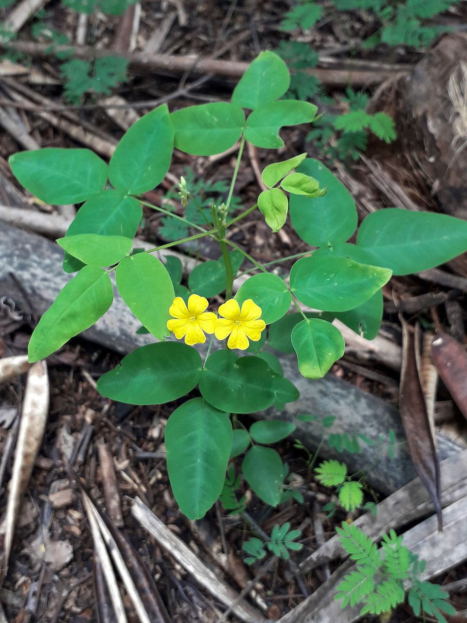 前两天在乡下义诊的时候,在路边发现了很多专门散结的"草疙瘩",突然